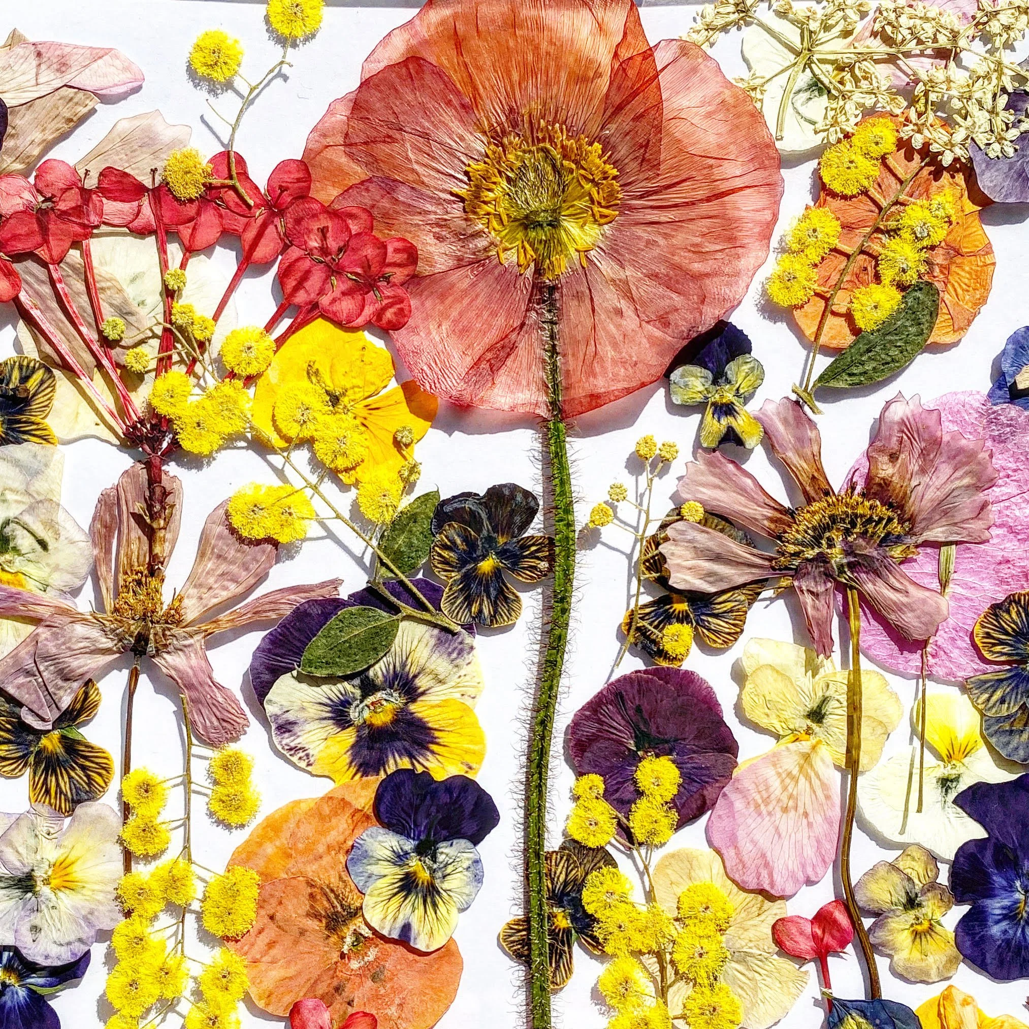 Pretty_Produce_Pressed_Flowers_4.jpg