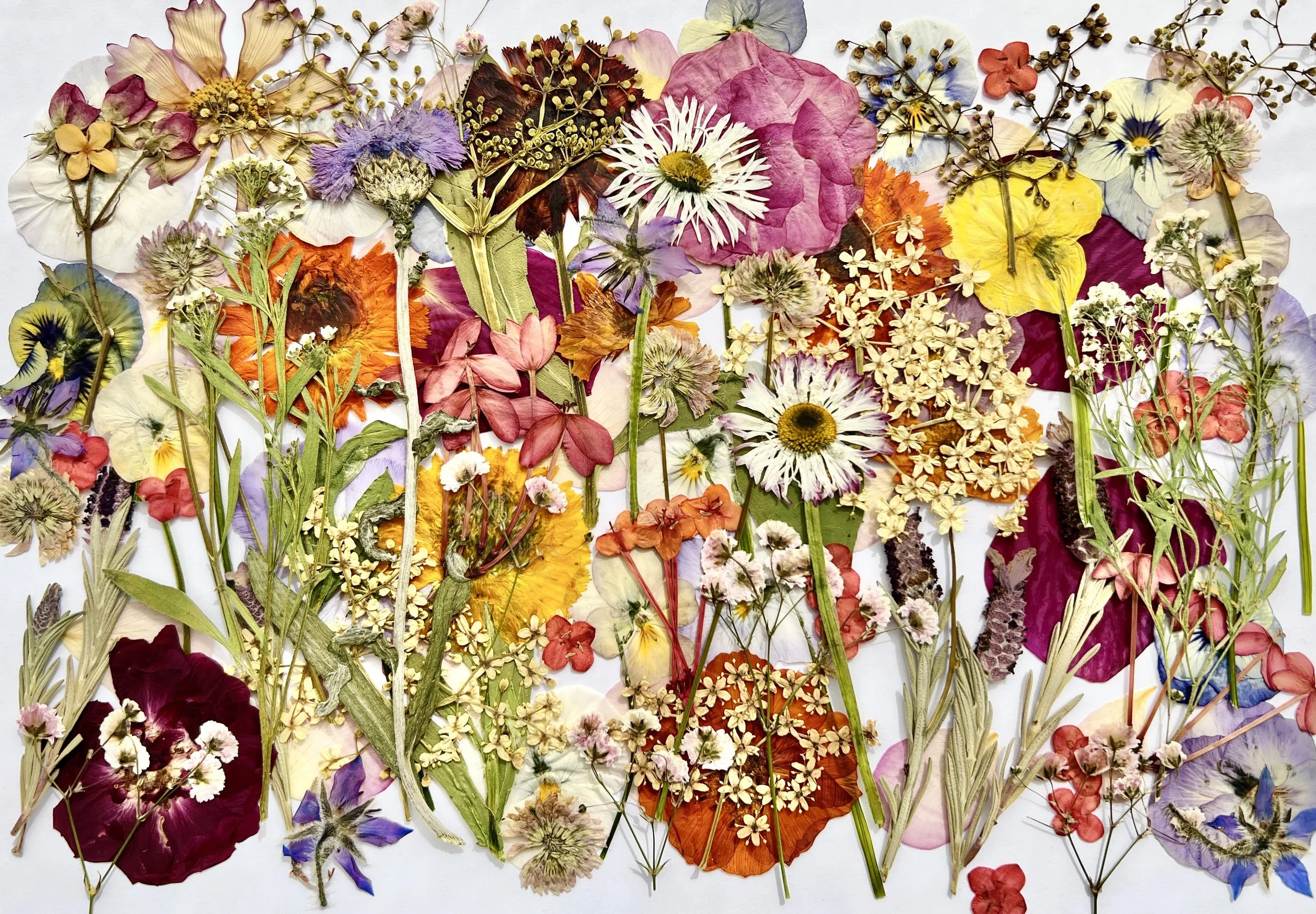 Pretty_Produce_Pressed_Flowers_3.jpg