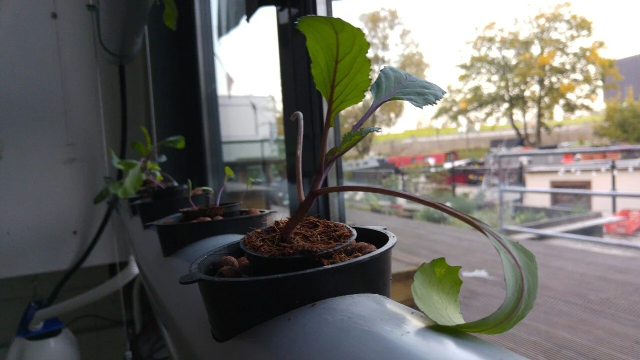 How about Hydroponics?