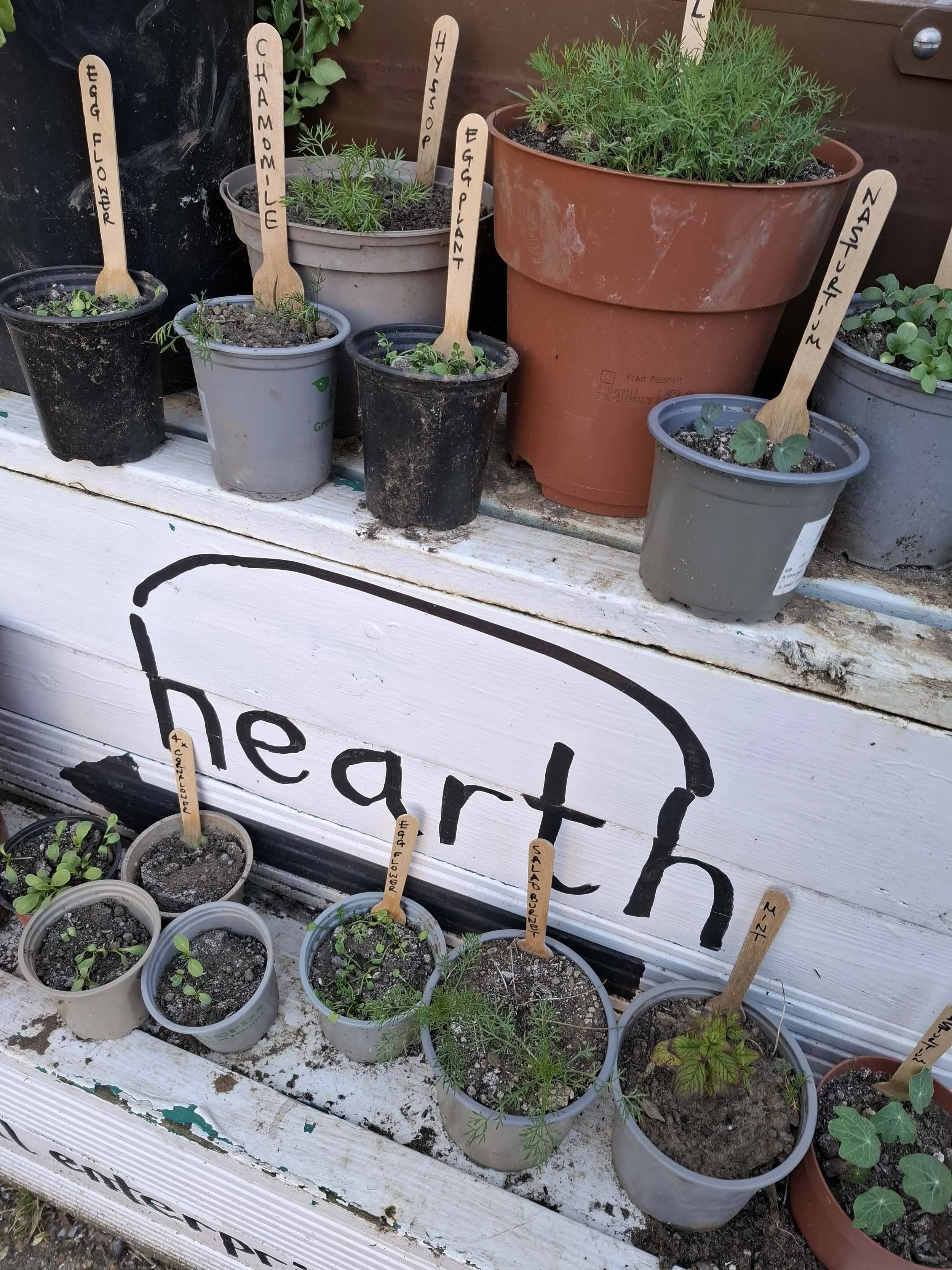 plants.jpeg