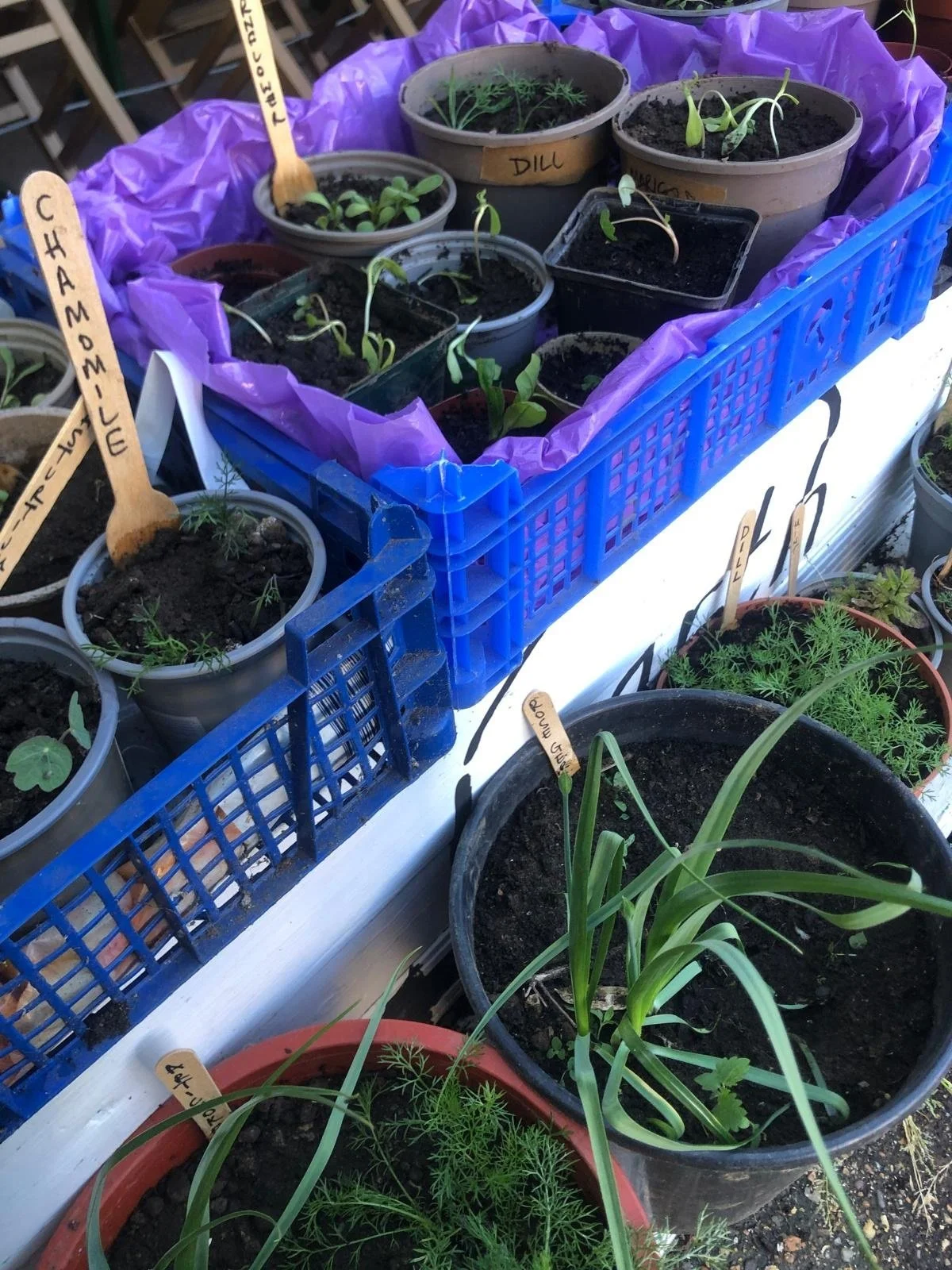 plants2.jpeg