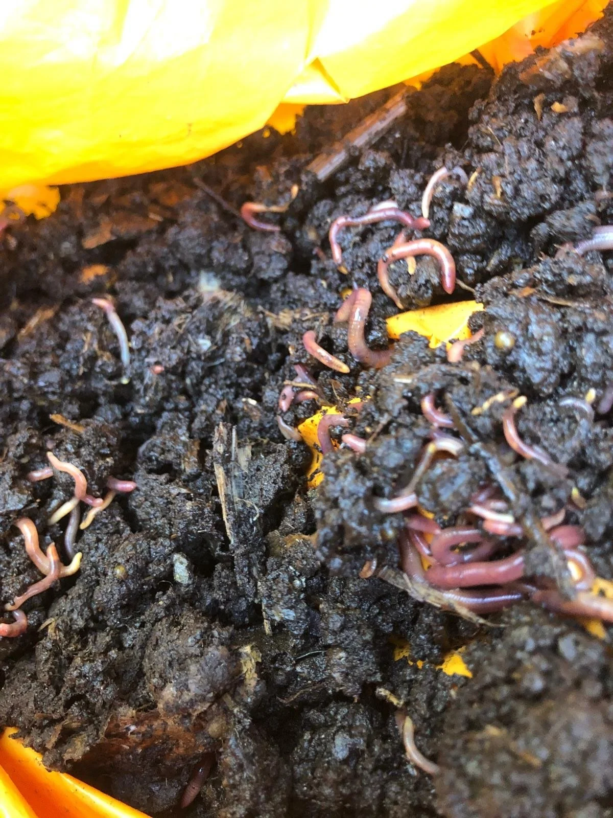 worms.jpeg
