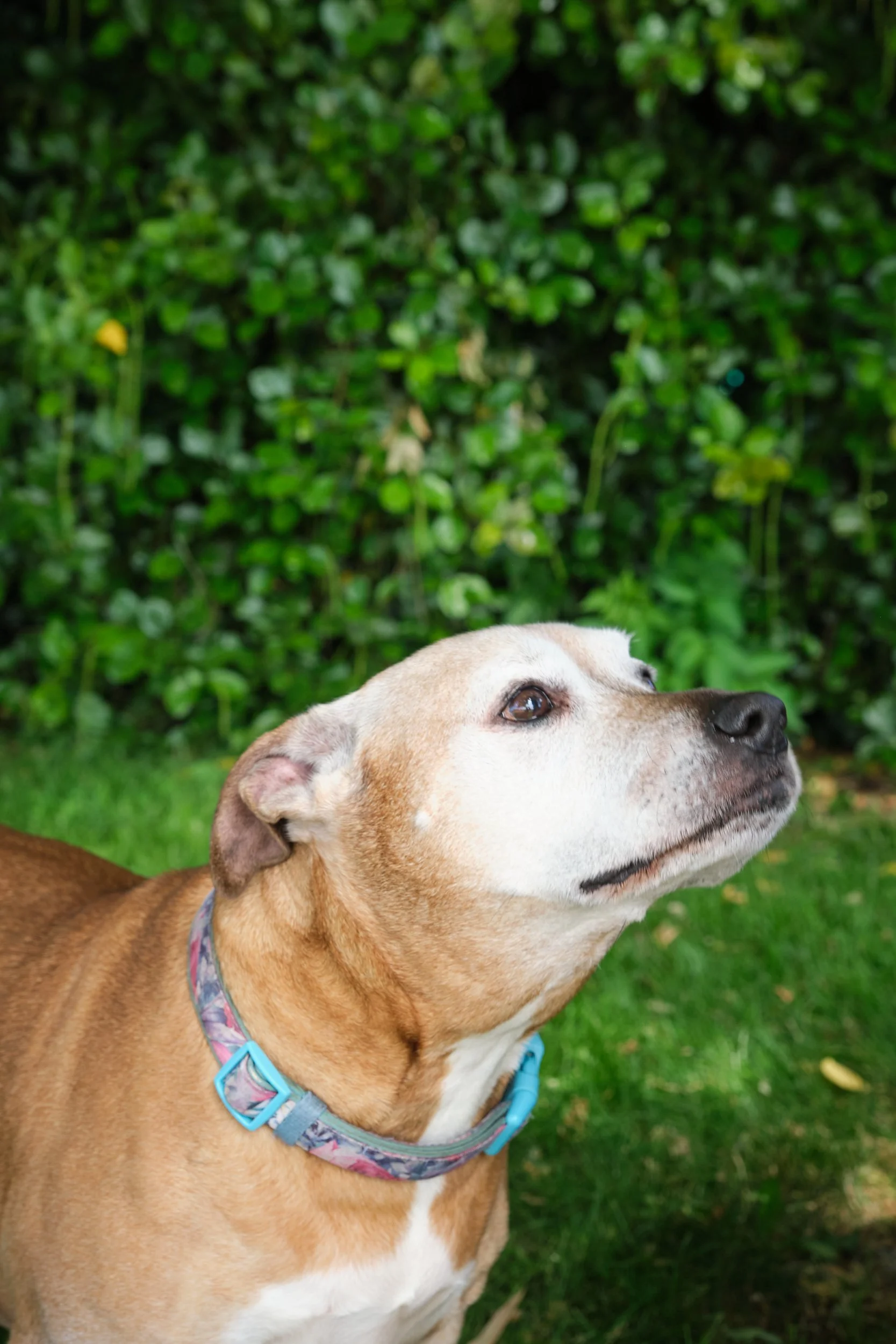 clark-launceston-extended-family-dog-brown-staffy-looking-up-garden-grass.jpeg