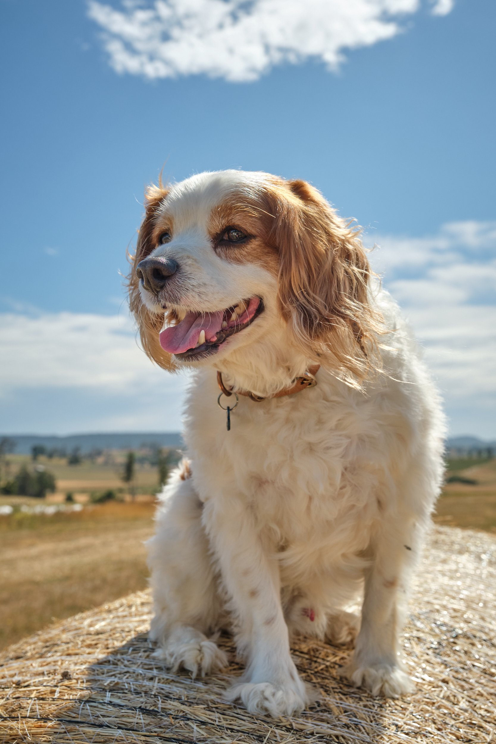 clark-launceston-extended-family-dog-happy-white-brown-sitting-hay-bale-sunny-field.jpeg