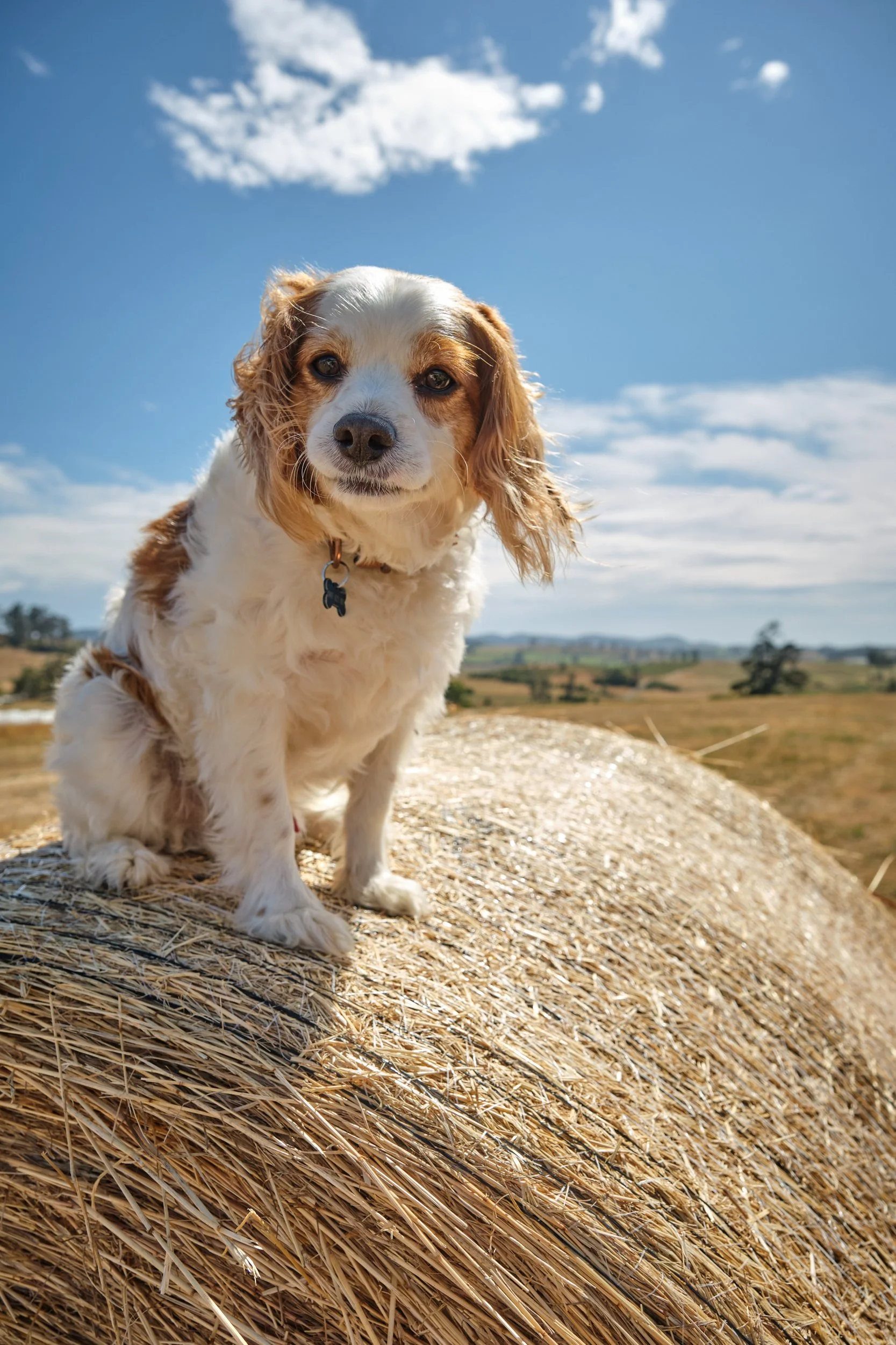 clark-launceston-extended-family-dog-sitting-on-hay-bale-under-blue-sky-2.jpeg