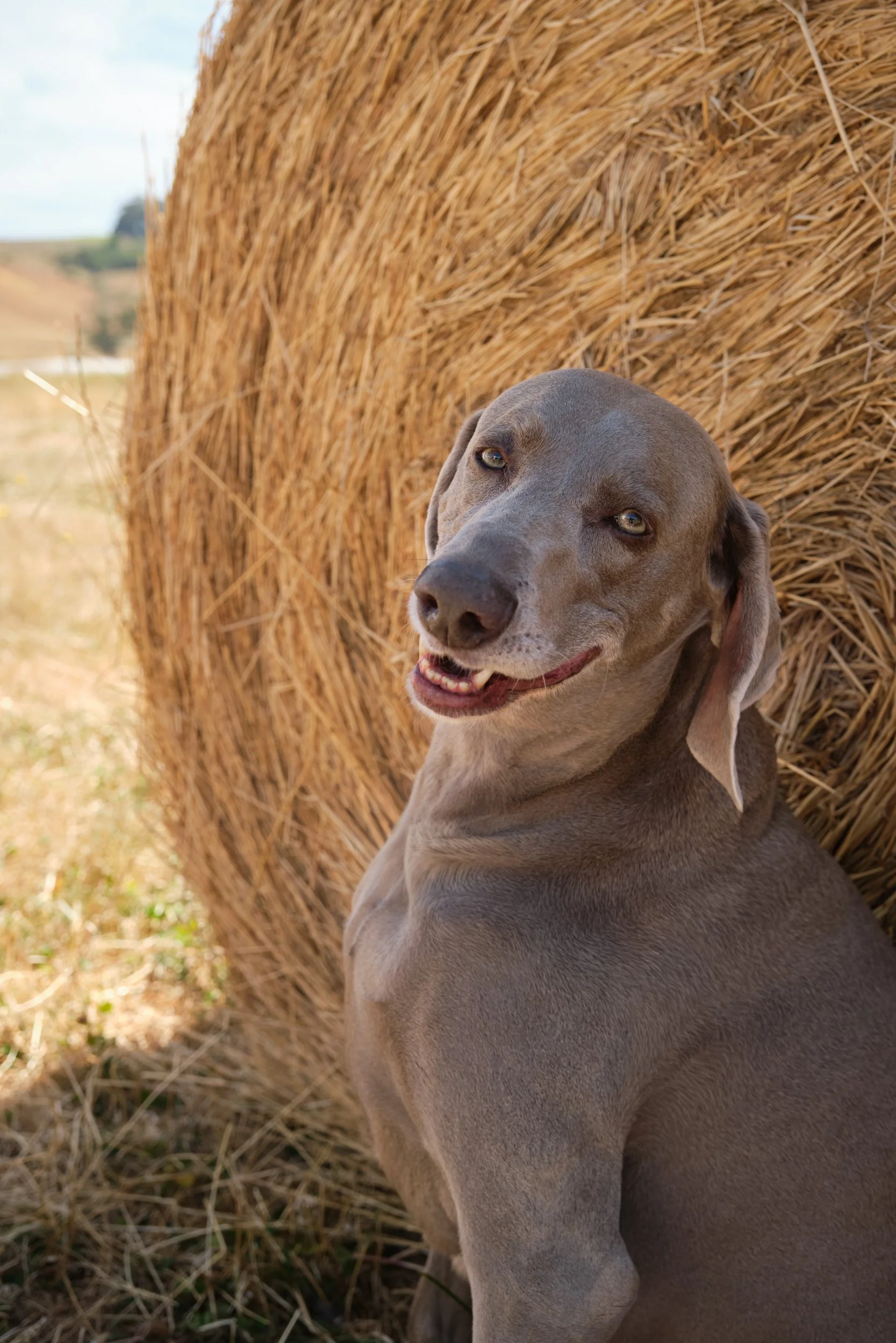 clark-launceston-extended-family-dog-smiling-by-hay-bale.jpeg