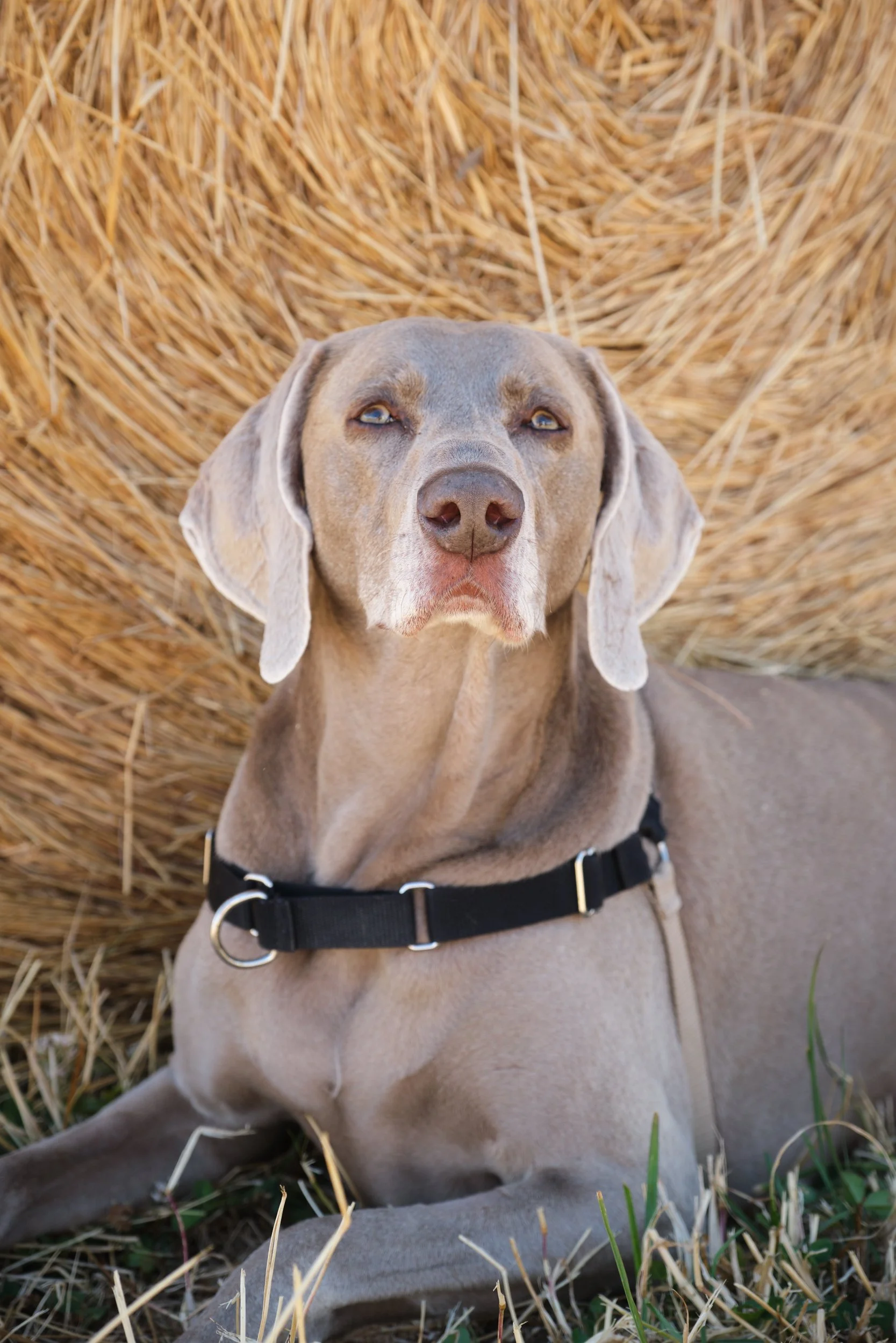 clark-launceston-extended-family-weimaraner-dog-resting-by-hay-bale-2.jpeg