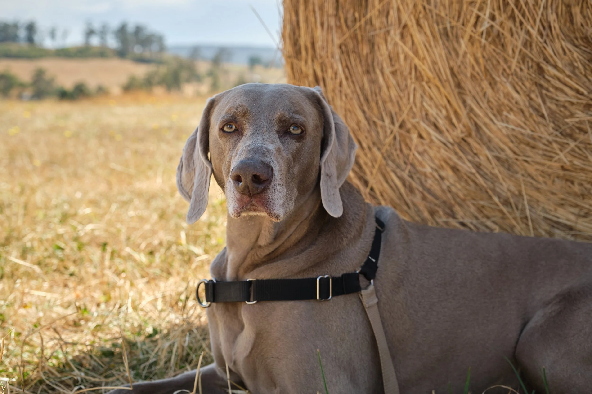 clark-launceston-extended-family-weimaraner-dog-resting-by-hay-bale.jpeg