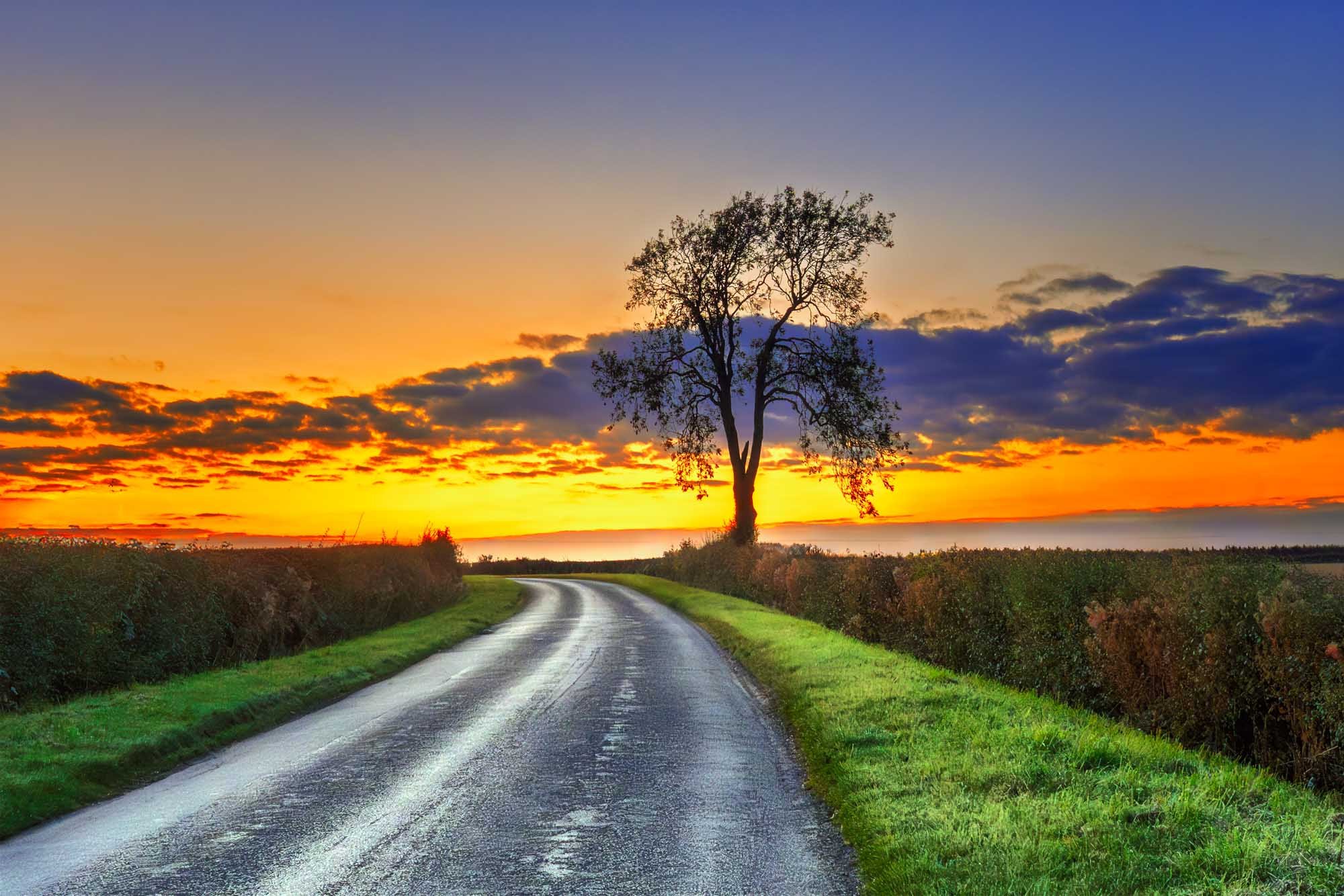 Solitary tree on a country road at sunset with golden light and vibrant sky