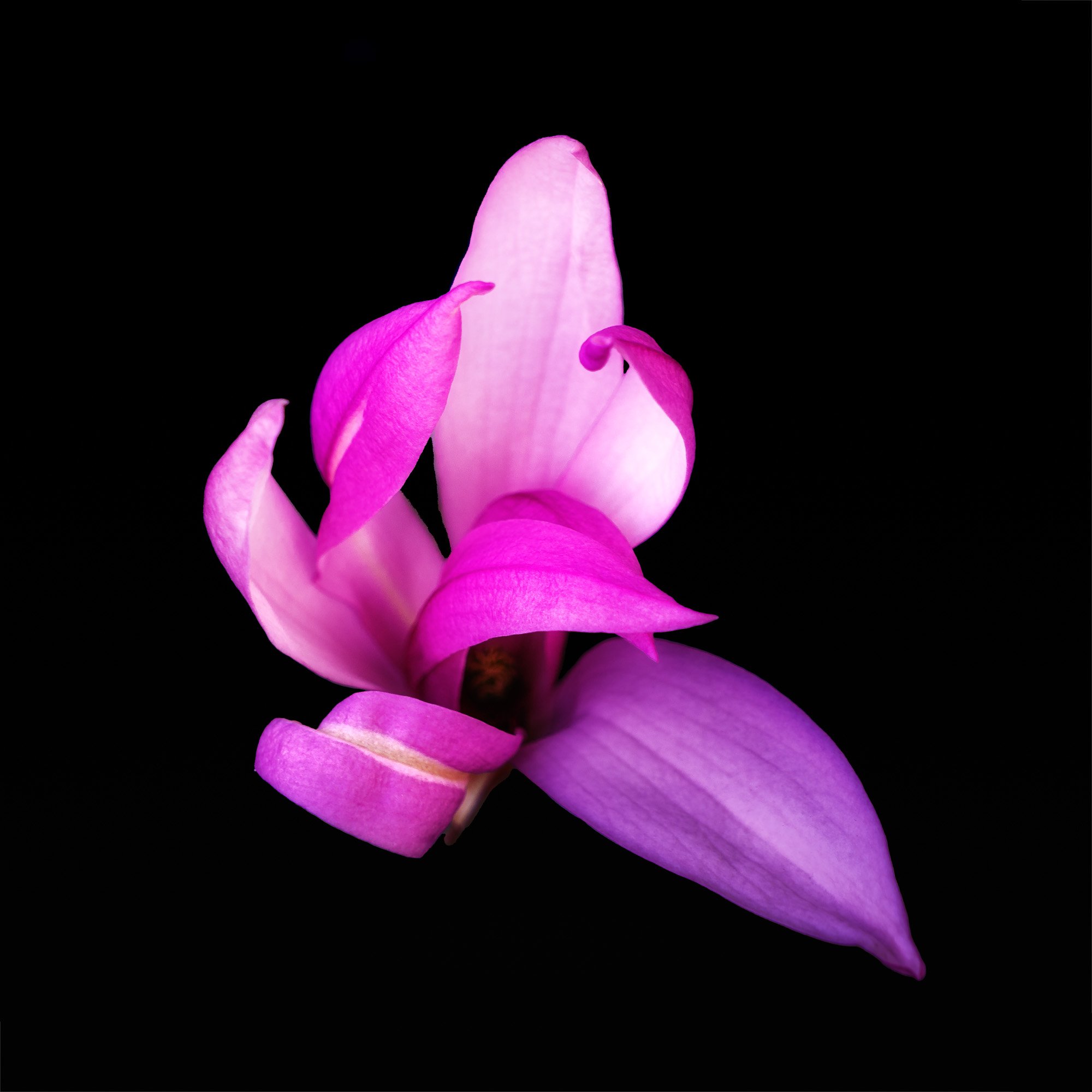 Macro shot of a pink magnolia blossom isolated on black—elegant and sculptural.