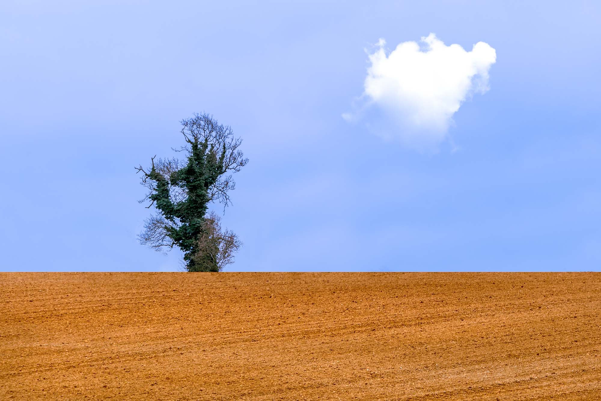 Isolated tree in a harvested field under blue sky with a single white cloud