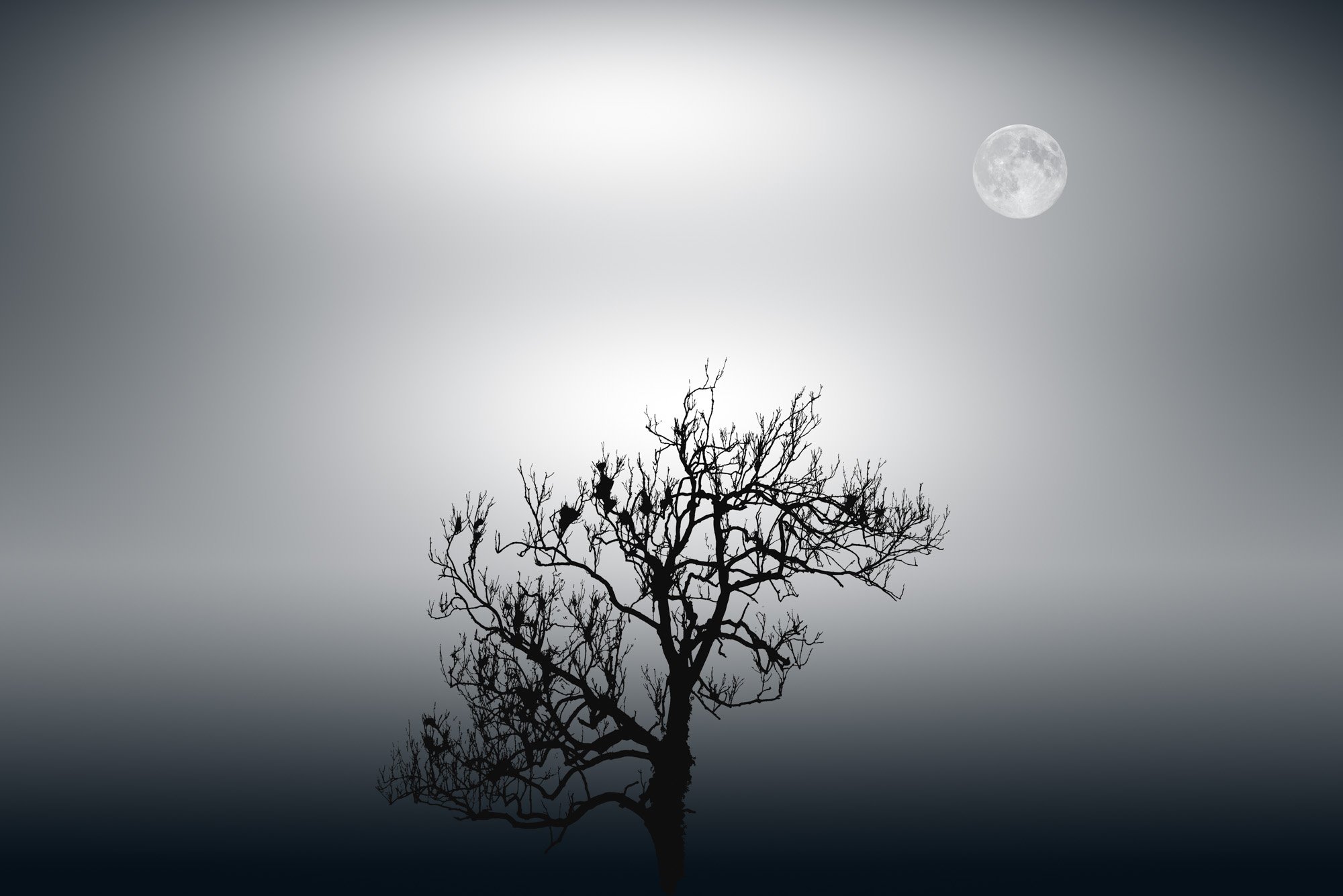 Monochrome minimalist image of a tree silhouetted with the moon overhead
