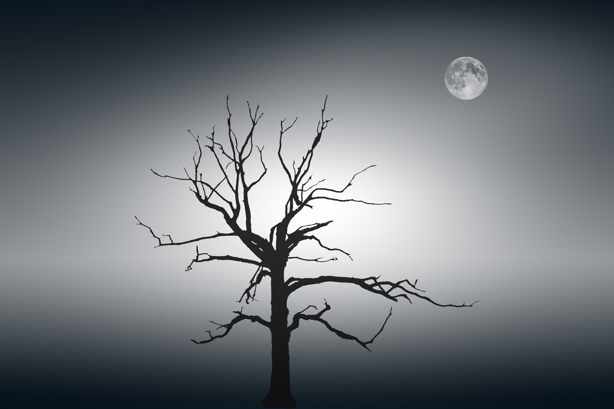 Bare tree silhouetted against a moonlit sky in minimal black and white