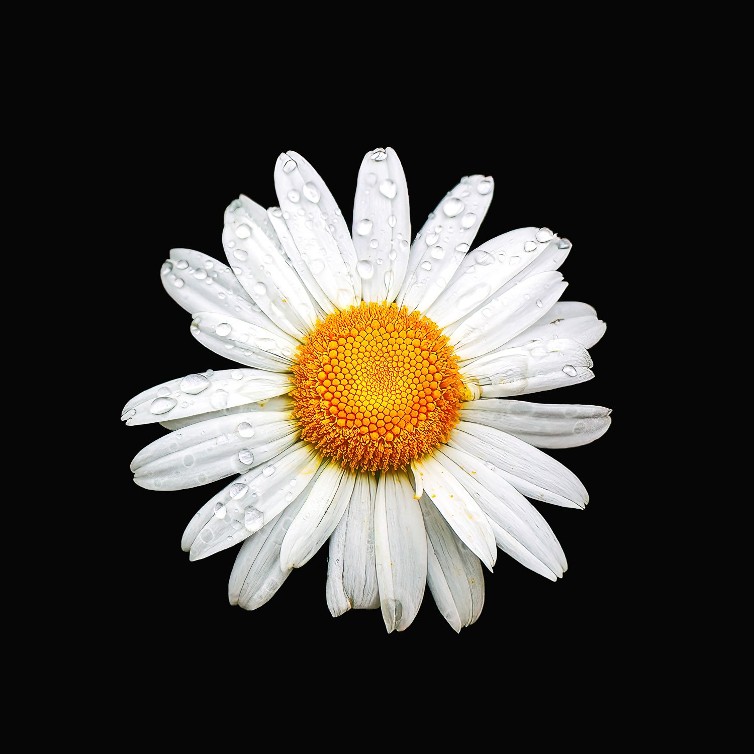 Macro photograph of a white daisy with water droplets on its petals and a golden yellow center, isolated on a black background in a square format.