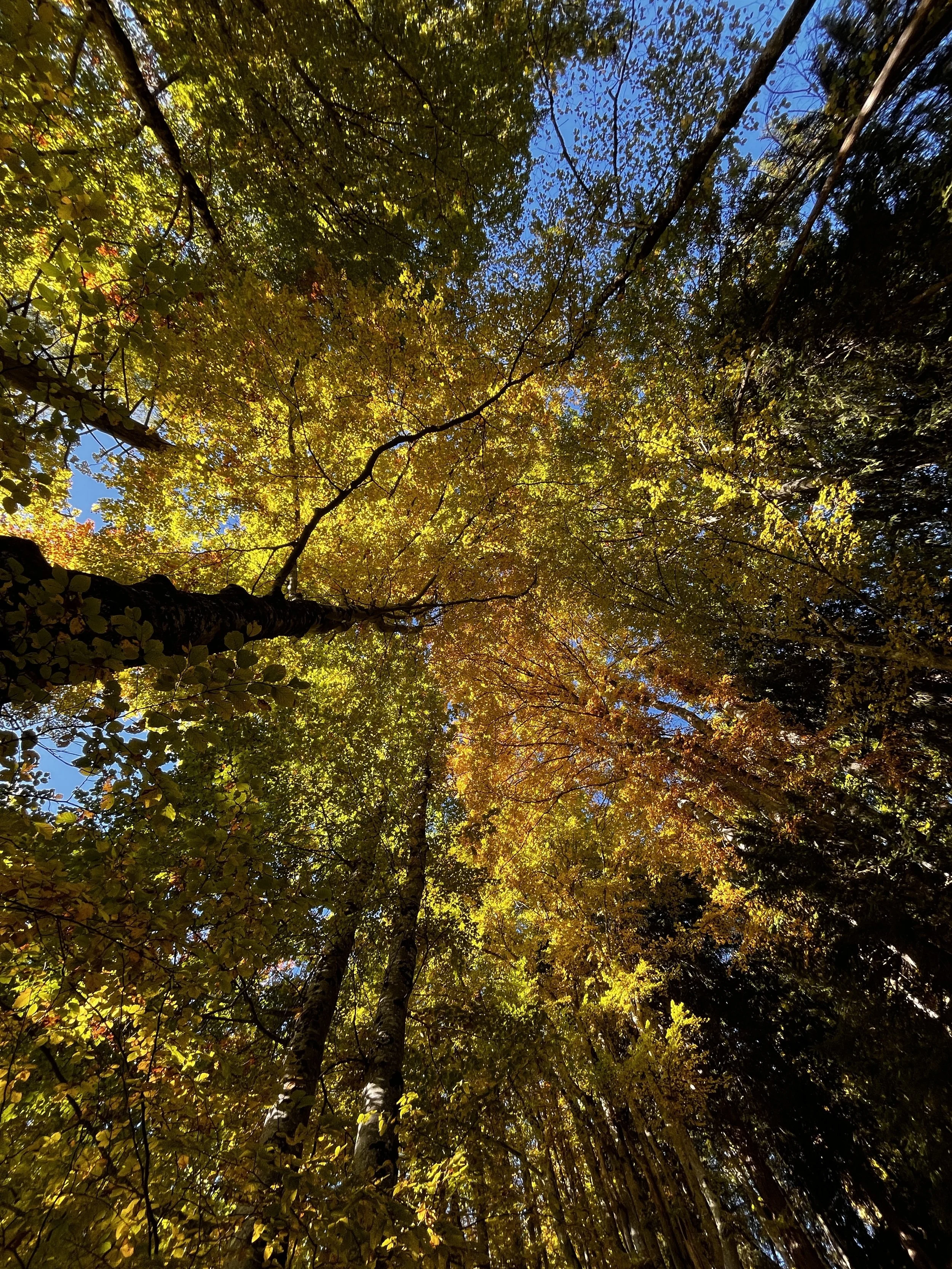 Autumn Alchemy