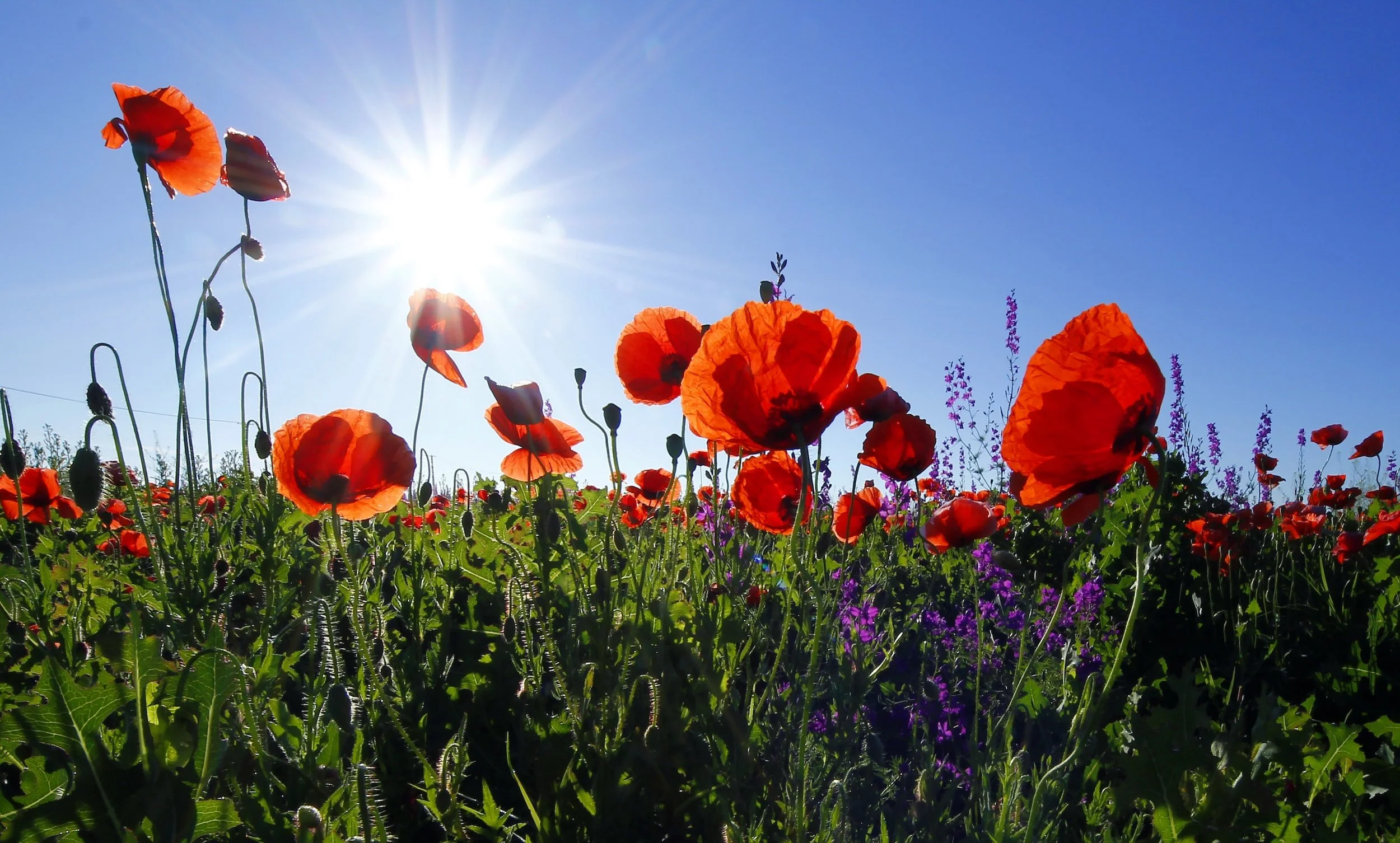 Remembrance Sunday Service