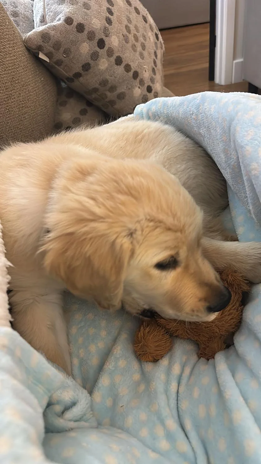 new dog.jpg