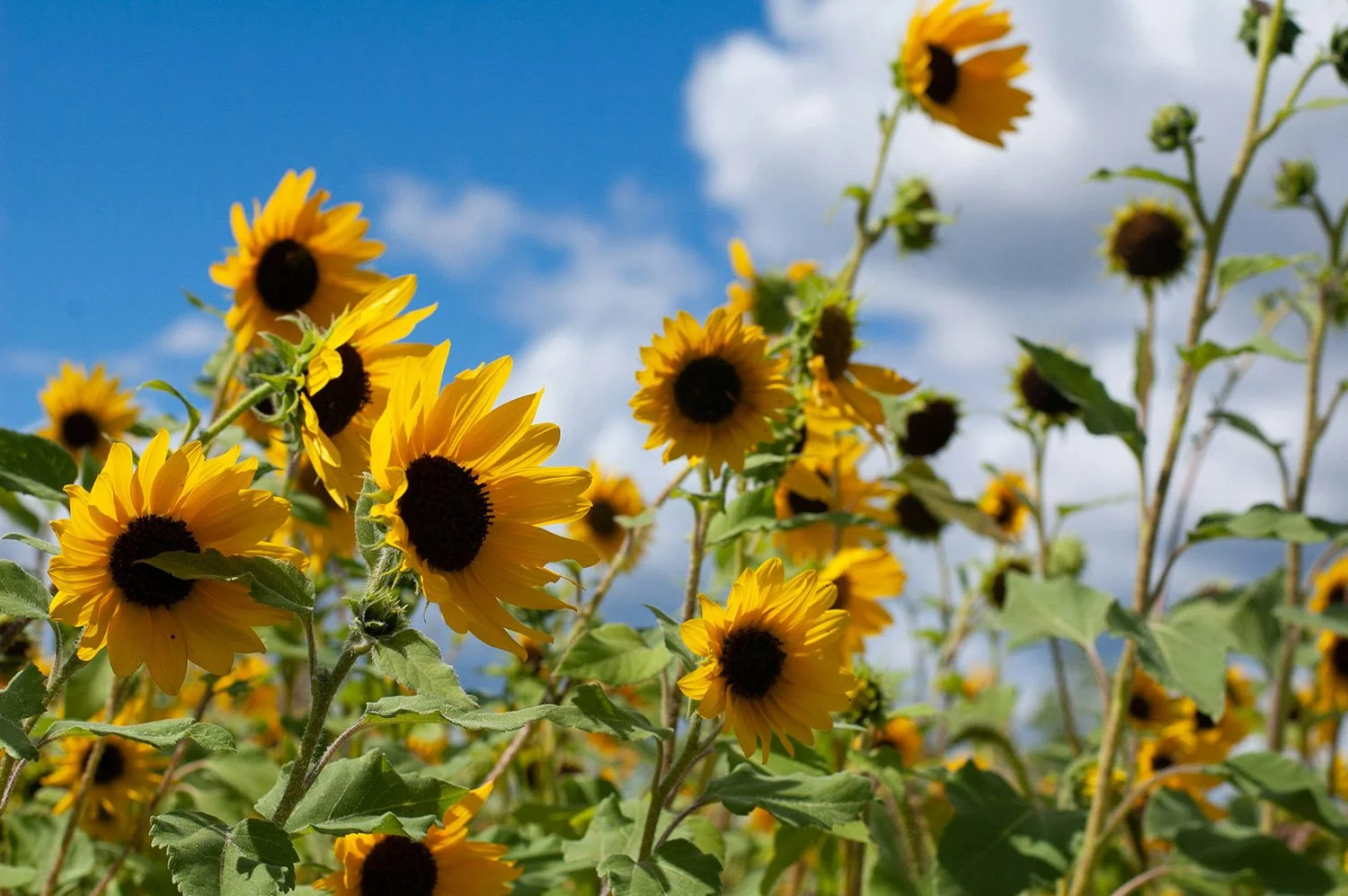 sunflower-blue.jpg