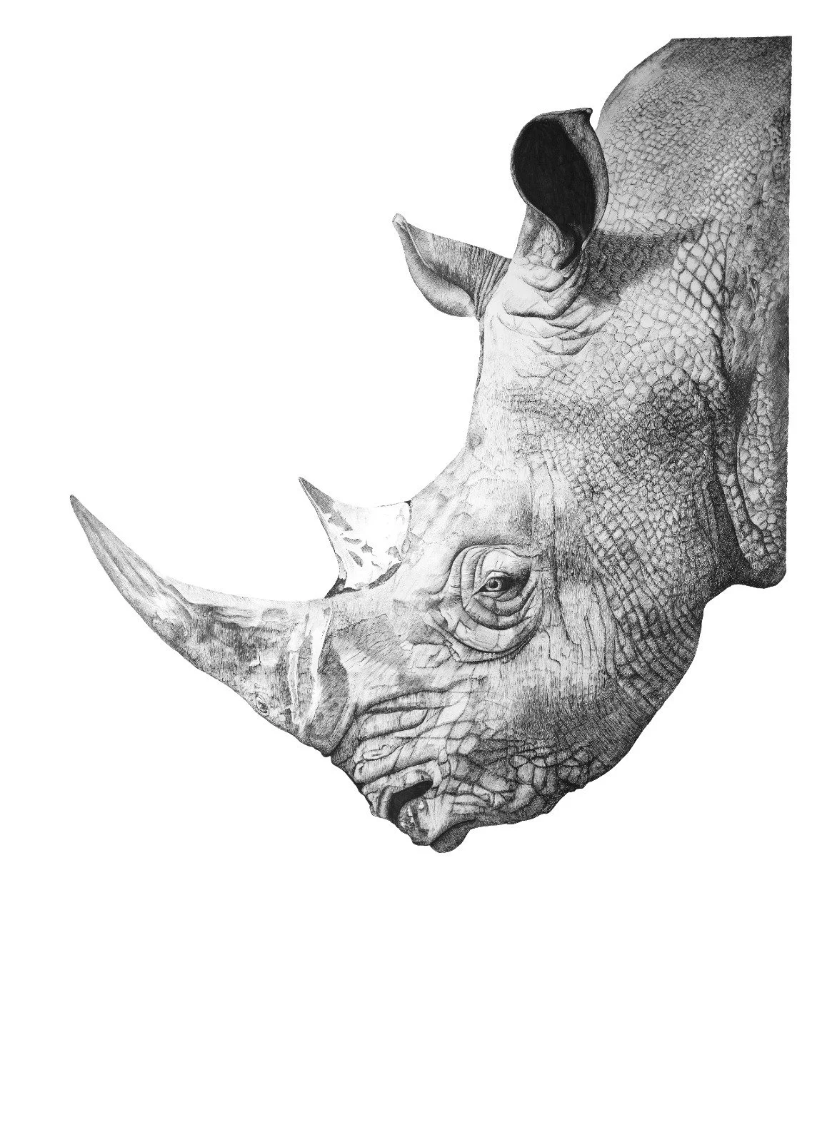 Dessin détaillé d'un rhinocéros avec une corne proéminente sur fond blanc.