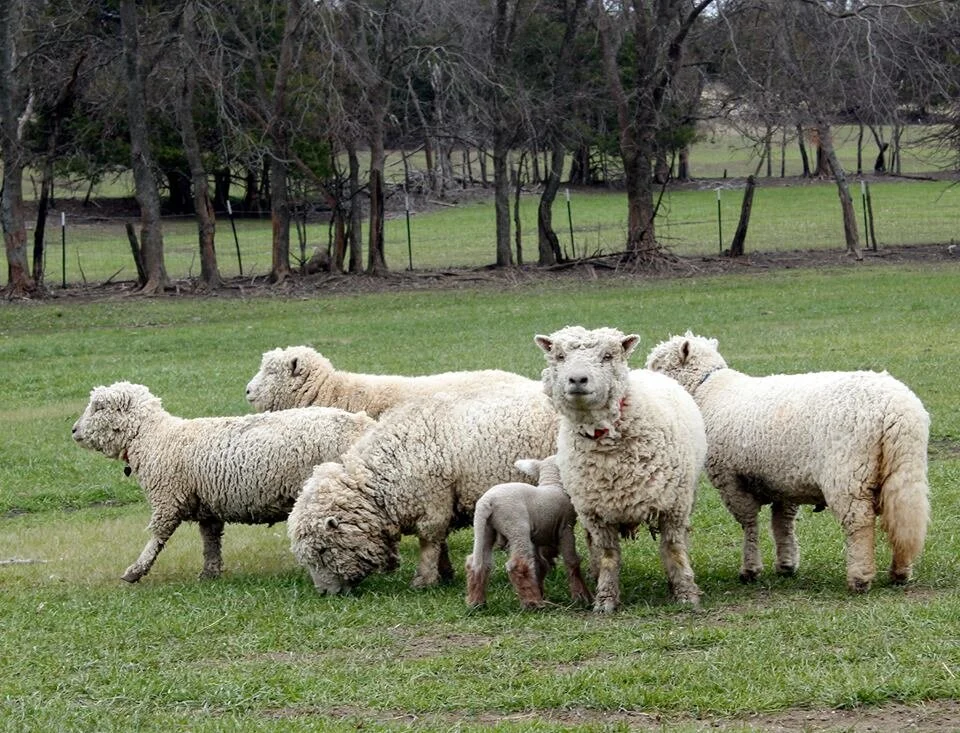 NOW HIRING — Cathy's Critters