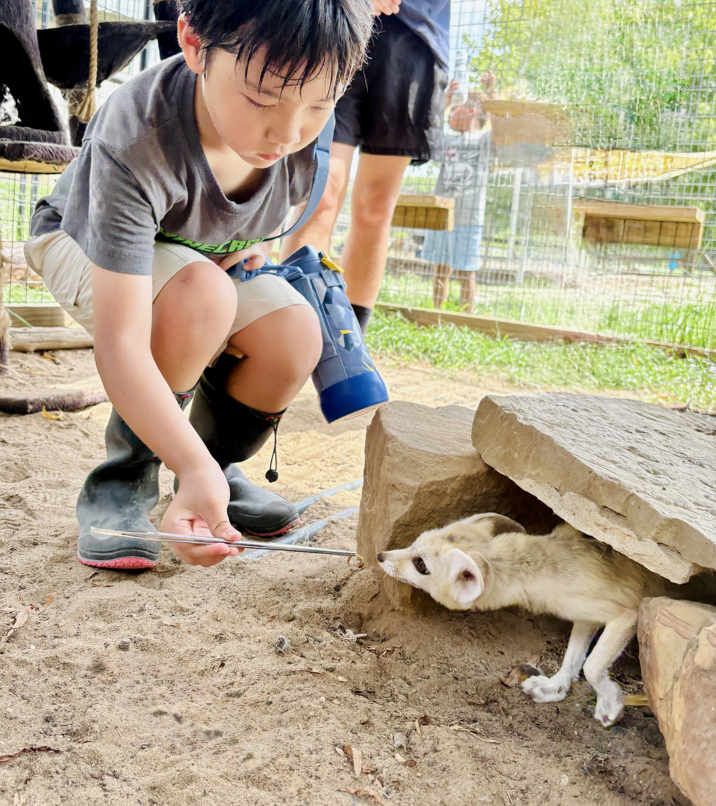 A young boy in gray shirt, beige shorts, and rubber boots crouches on sandy ground, holding a stick near a small curious ferret emerging from beneath a large flat stone in a zoo or animal sanctuary enclosure.