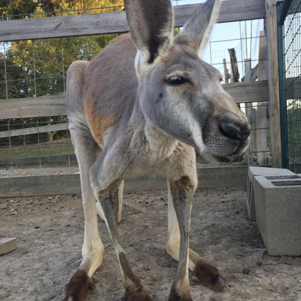 kangaroo.jpg