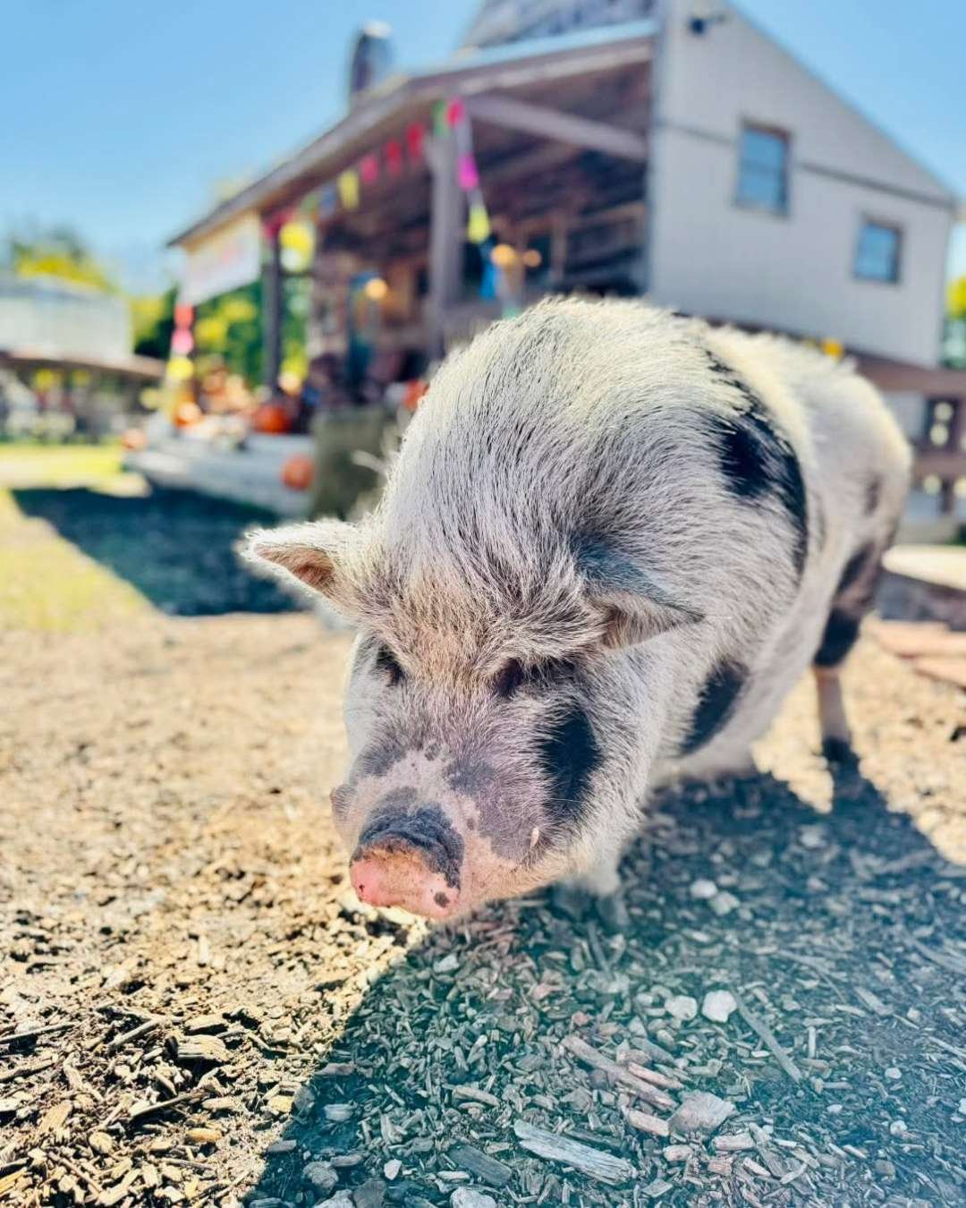 Close-up of a pig with black and white fur markings standing on dirt ground.
