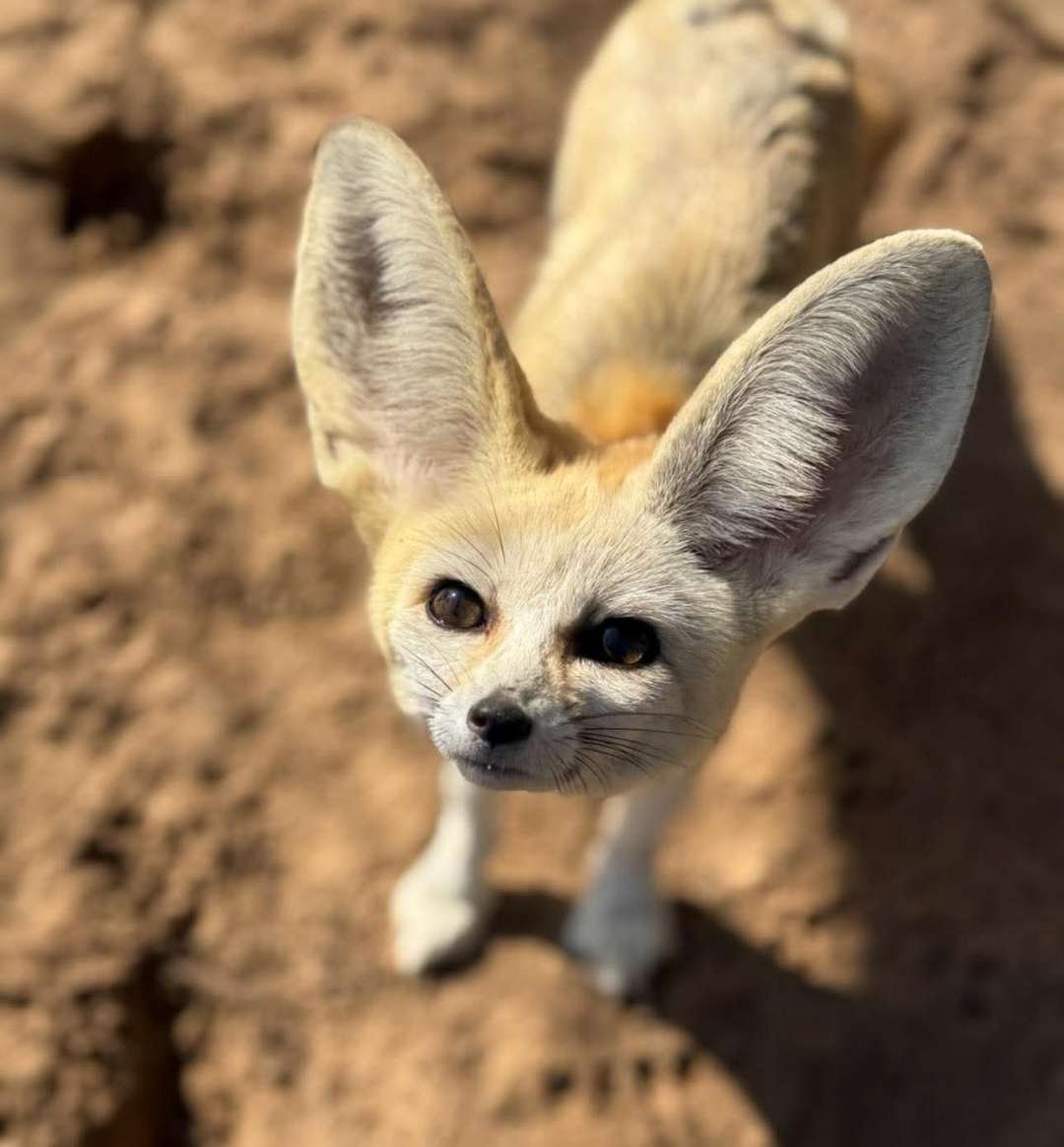 A fennec fox curled up on a beige carpeted platform, inside a cage with vertical and horizontal metal bars and sisal-covered scratching posts.