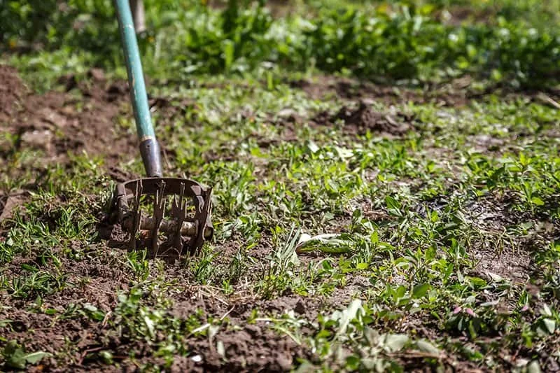 Hand tiller in the garden