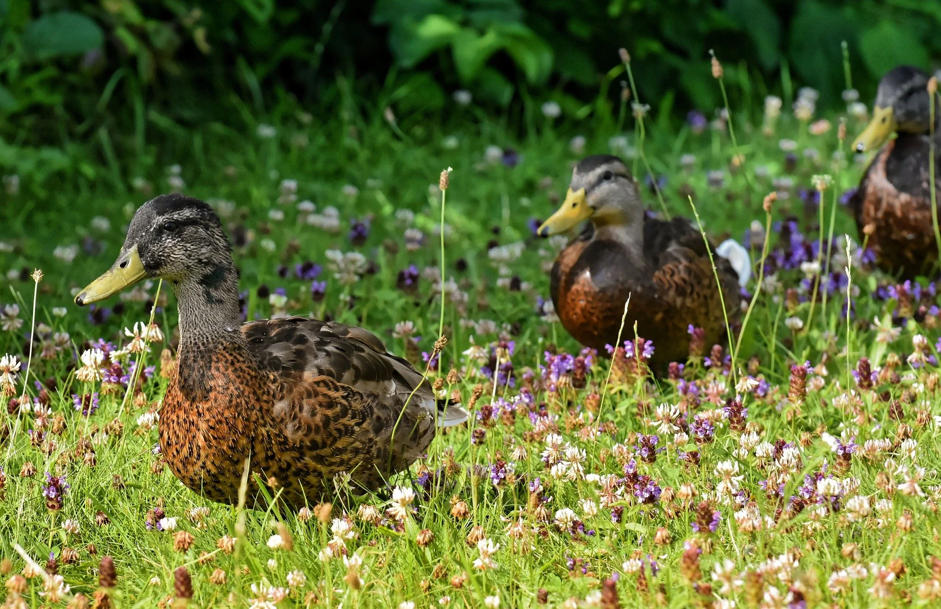 Family Constellations in-person (London) 