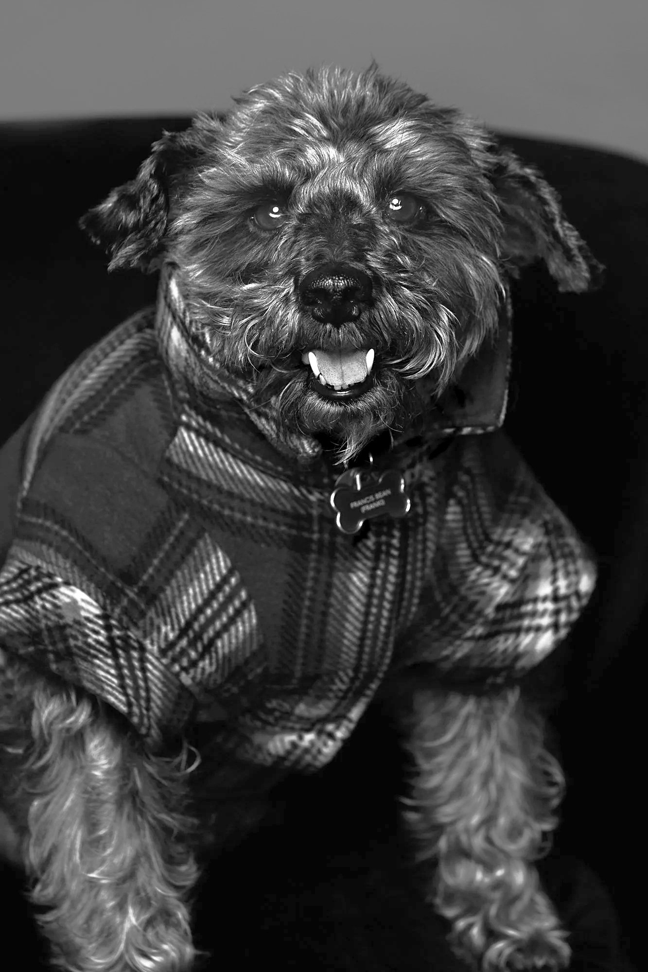 Francis Bean, the office dog and client care specialist at White & Company Family Law
