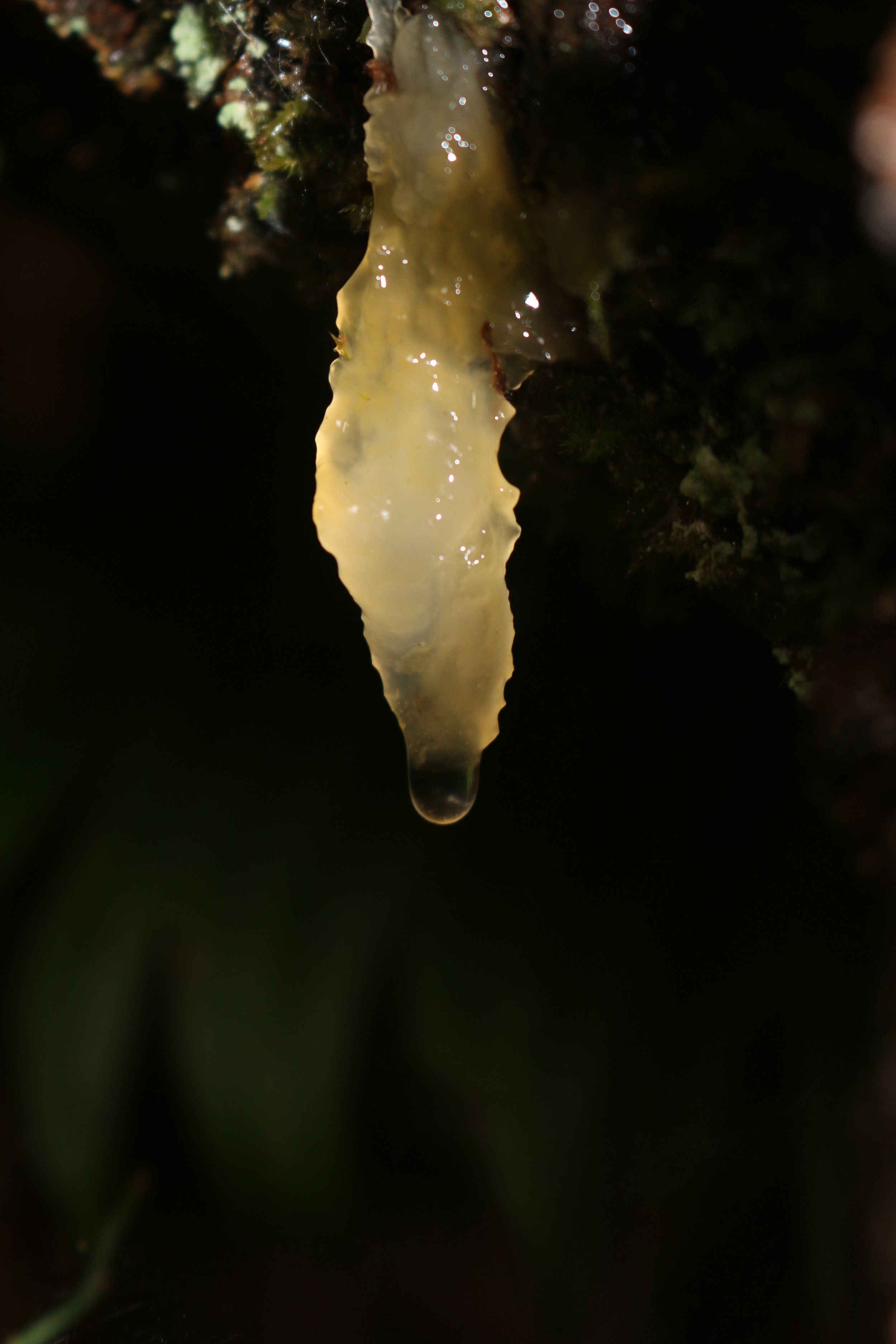 IMG_7059.jpeg