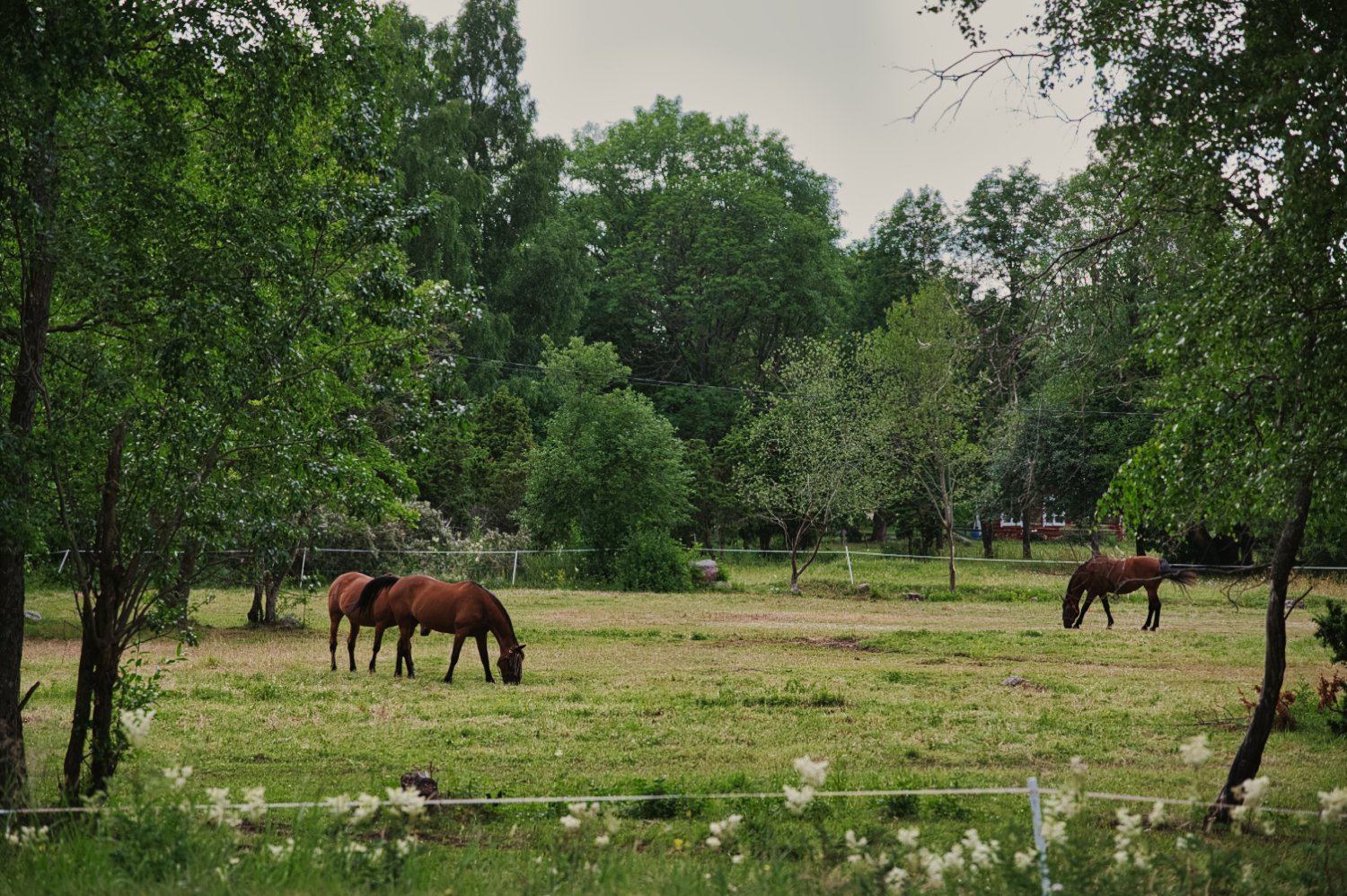 DSC_7451.jpeg