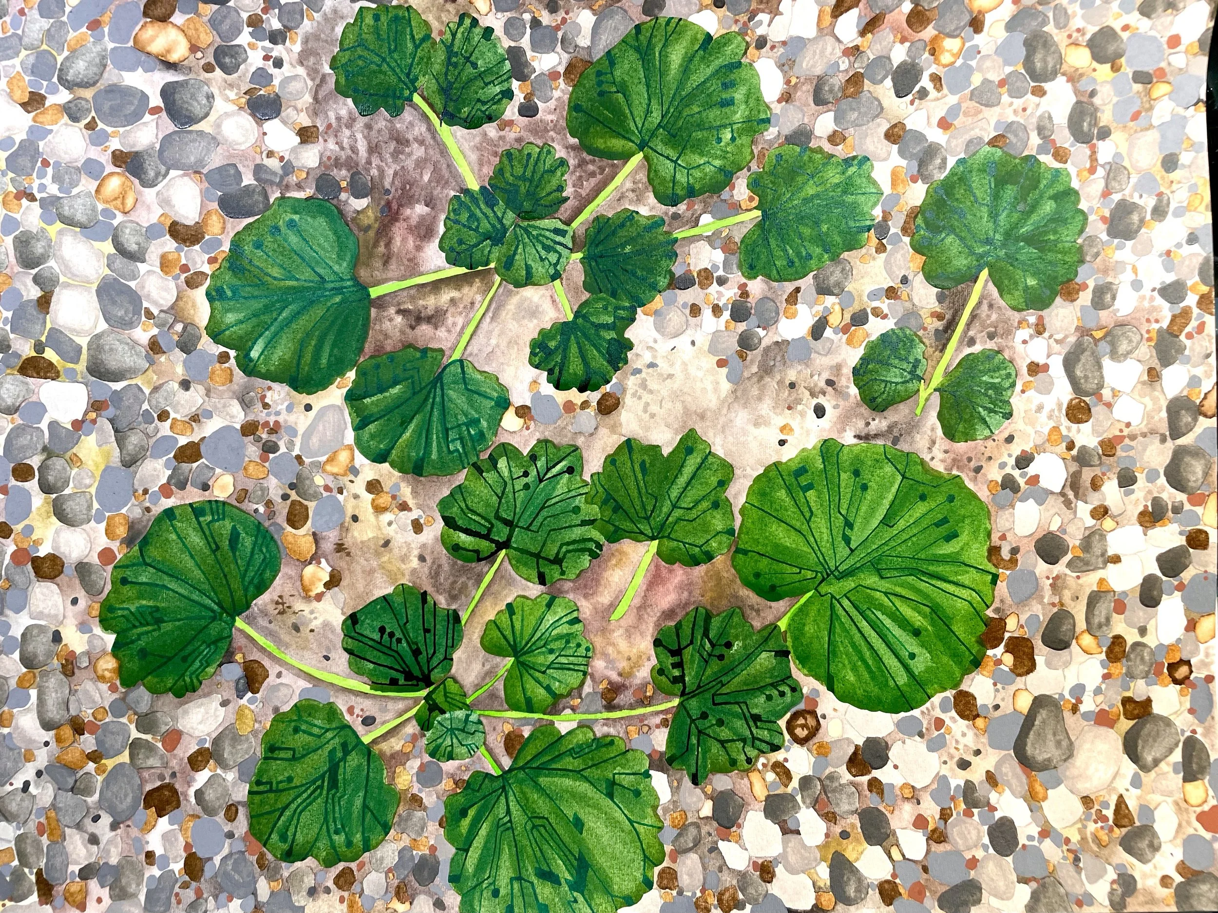 Ground Ivy Circuits.jpg