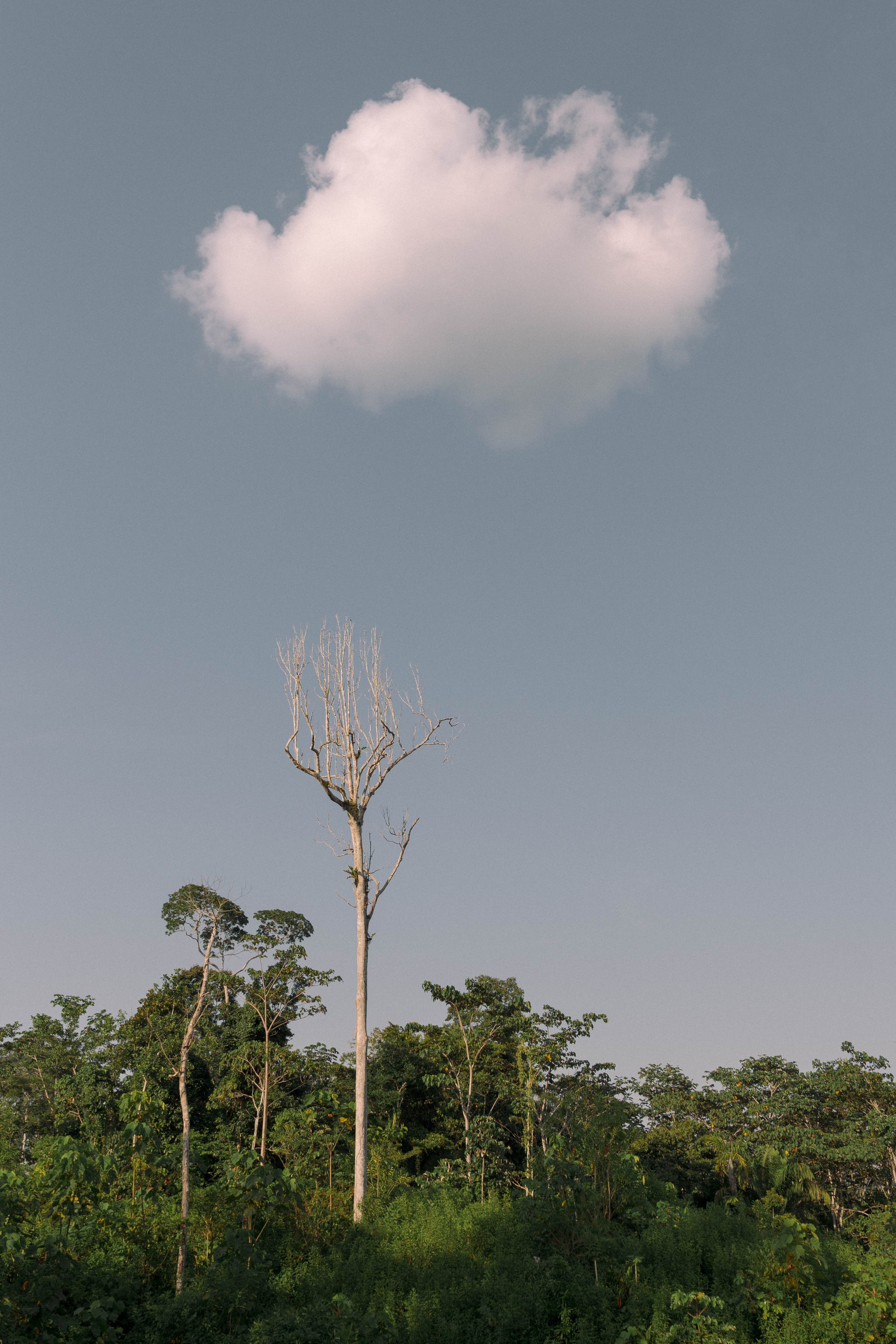 Still Alive {Dreaming}