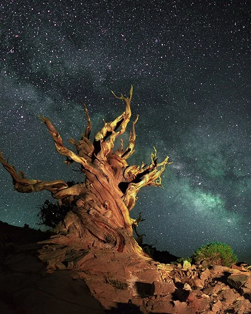 Bristlecone Big tree mayby print for ESAW small for webside.jpg