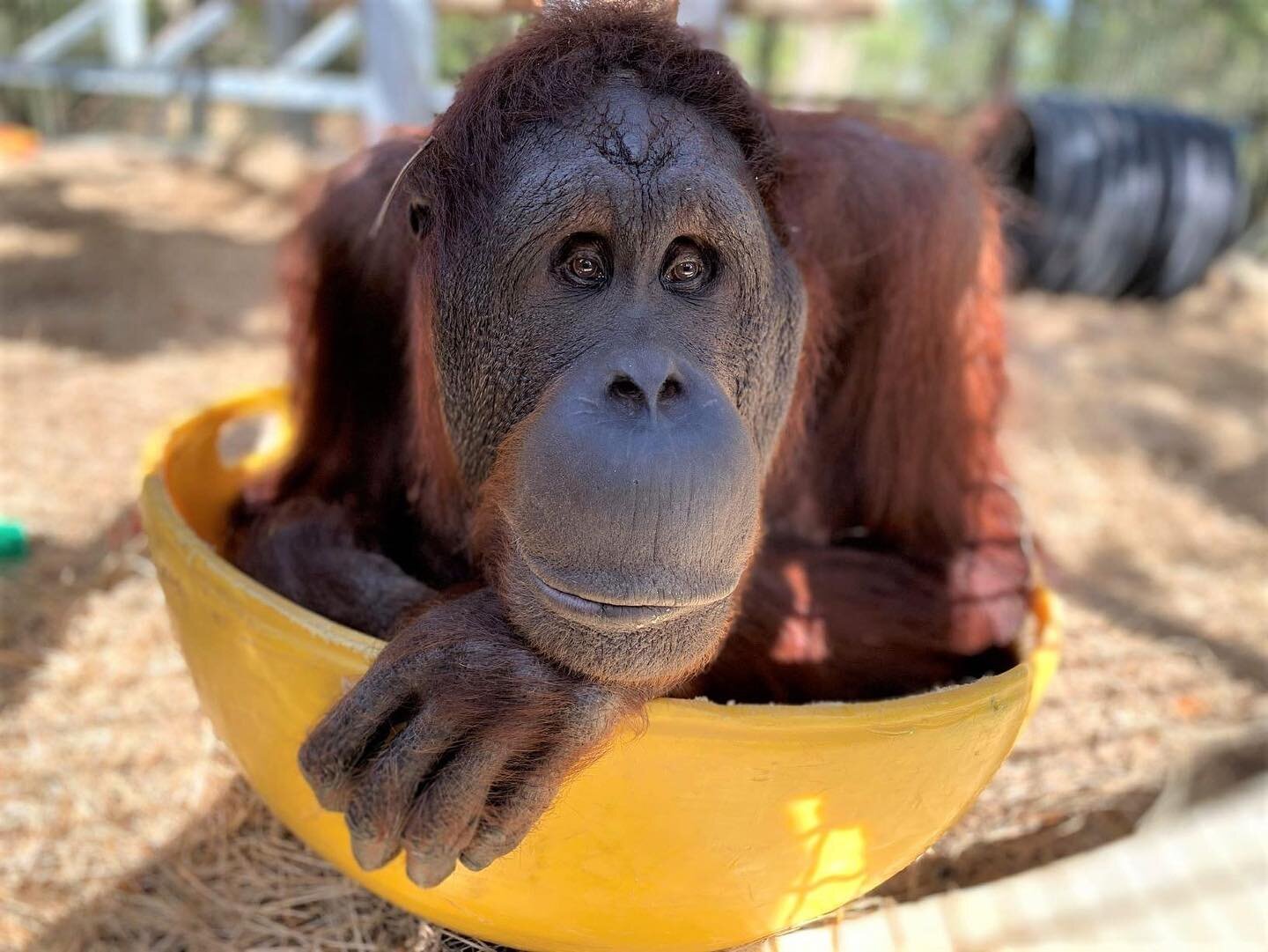 Did you know that great apes can live in captivity for over 50 years? The long-term financial commitment is a major responsibility for primate sanctuaries.

One of our programs will be to provide financial support for primate sanctuaries &amp; rehabi