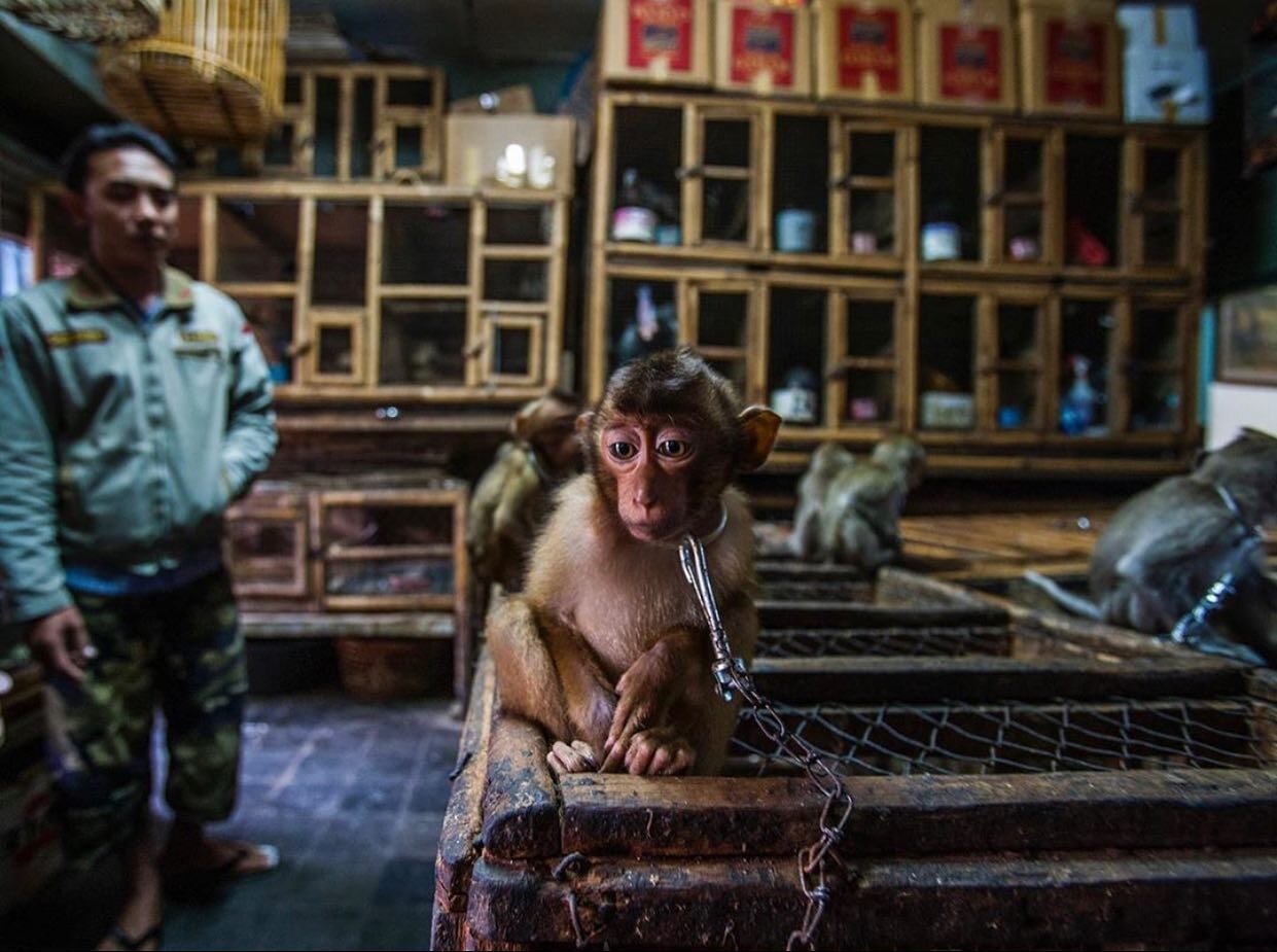 Thousands of primates fall victim to the illegal wildlife trade each year. Peace Love Primates was created to help provide financial support to wildlife teams &amp; organizations working on the ground to stop the trade and ensure the survival of apes