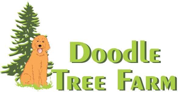 Doodle Tree Farm | Ethical breeders in British Colombia | Goldendoodle &amp; Labradoodles