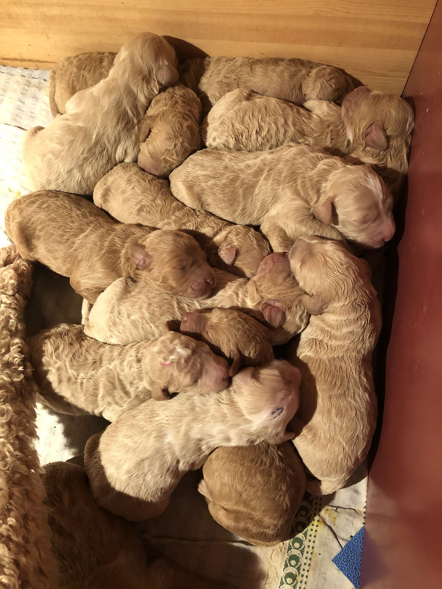 Dogs and puppies-155-lowres.jpg