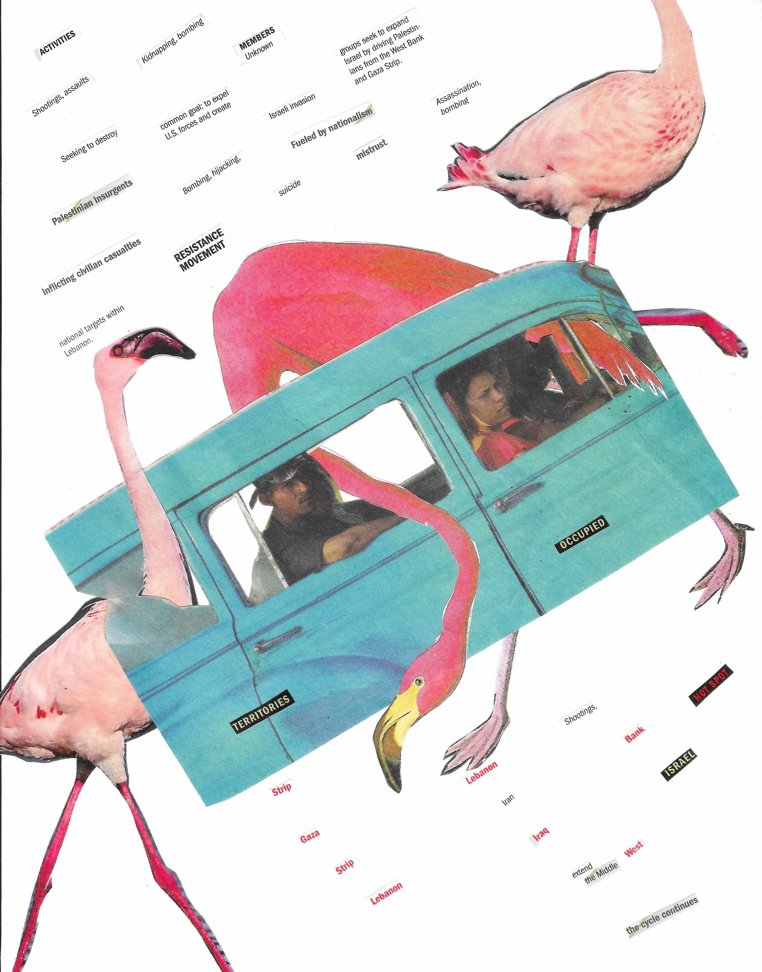Studies from Flamingoes on Parade