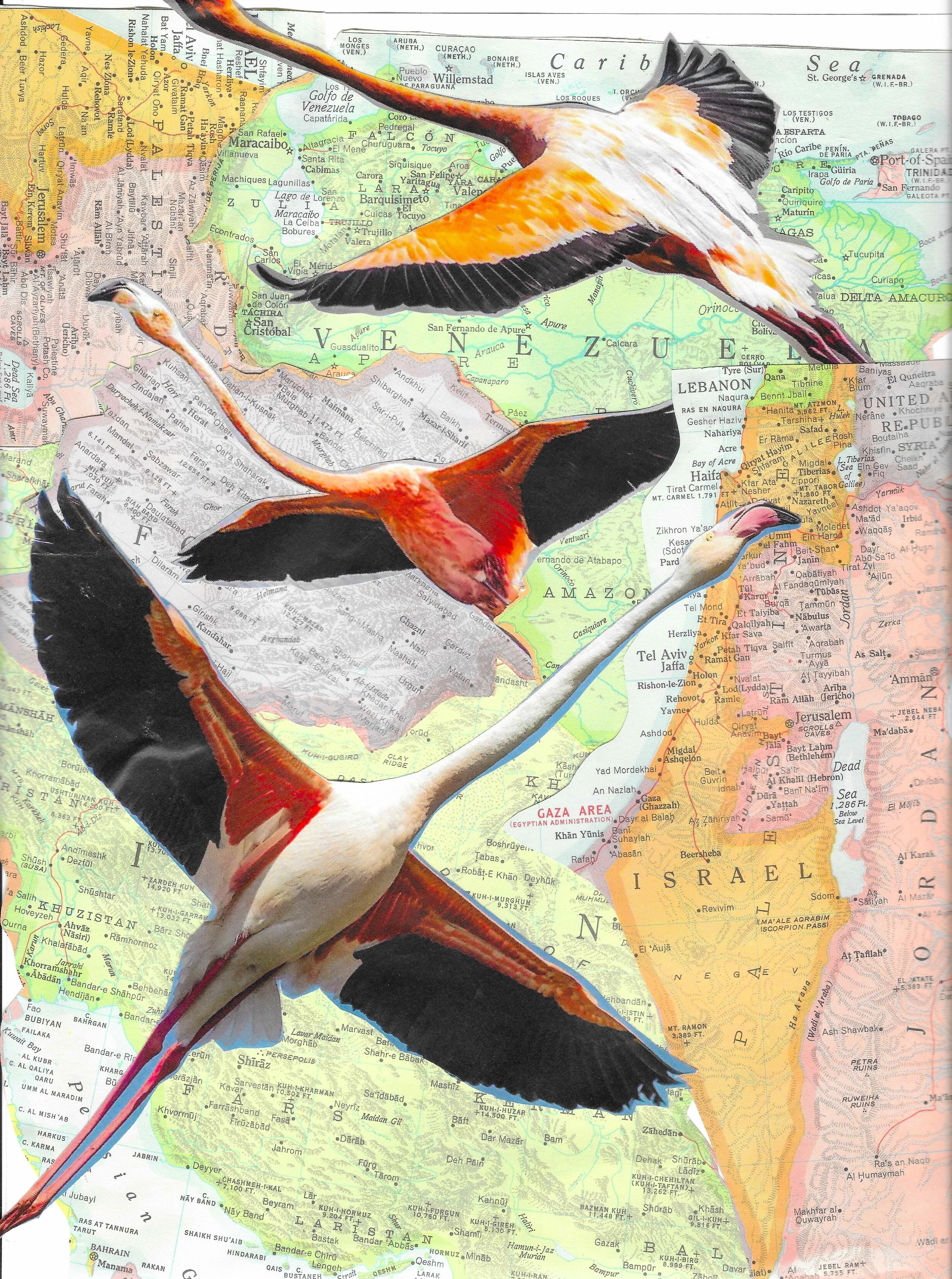 Studies from Flamingoes on Parade