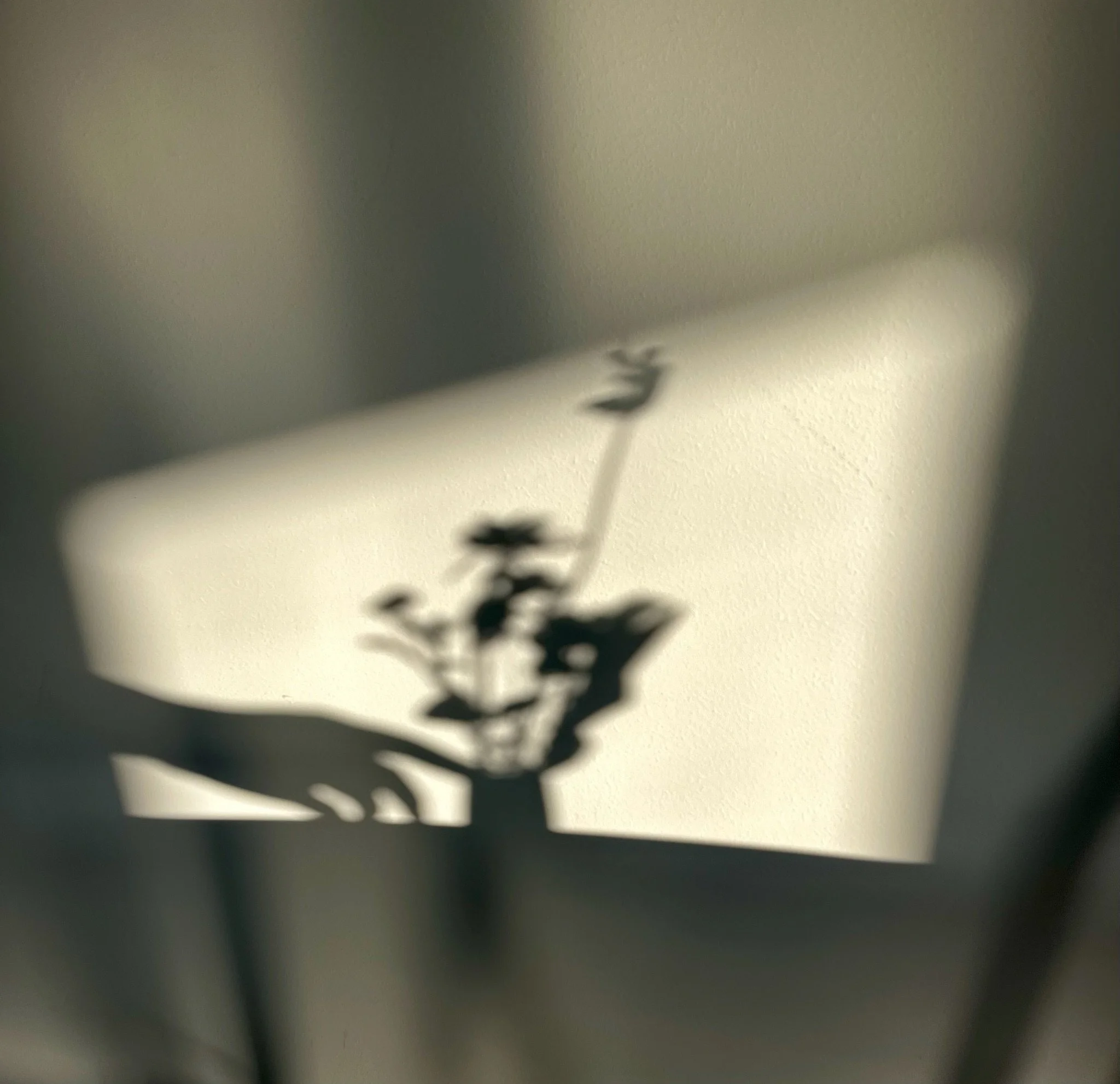 Silhouette of a flower in front of a light-colored background, creating a shadow.