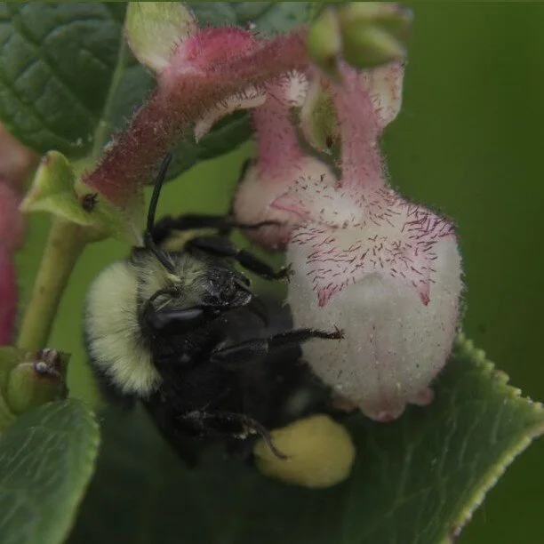 From core volunteer Tony: "Why I Love Chasing Bugs Seeking Nectar

Snapping pics of bugs on flowers takes lots of time. The reward is always worth the chase. These are my favorites taken at Beacon Food Forest May and June 2022. Do you have a fav