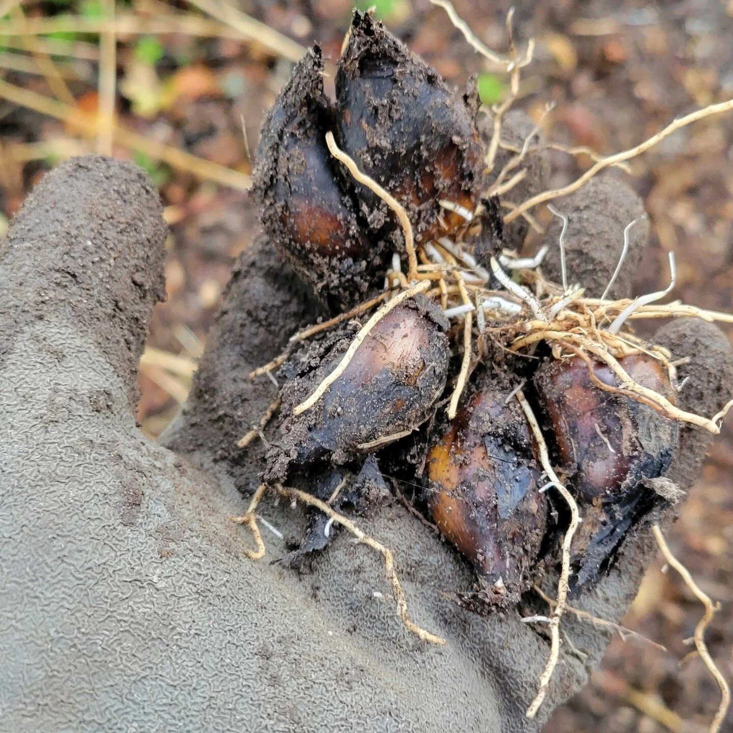 At the Native Guilds on Sunday, November 6th, we gathered to plant native plants that have been propagated by David P, the original leader of the Native Guilds. We planted: festuca roemeri, carex arcta, carex inops, penstemon ovatus, and aquilegia fo