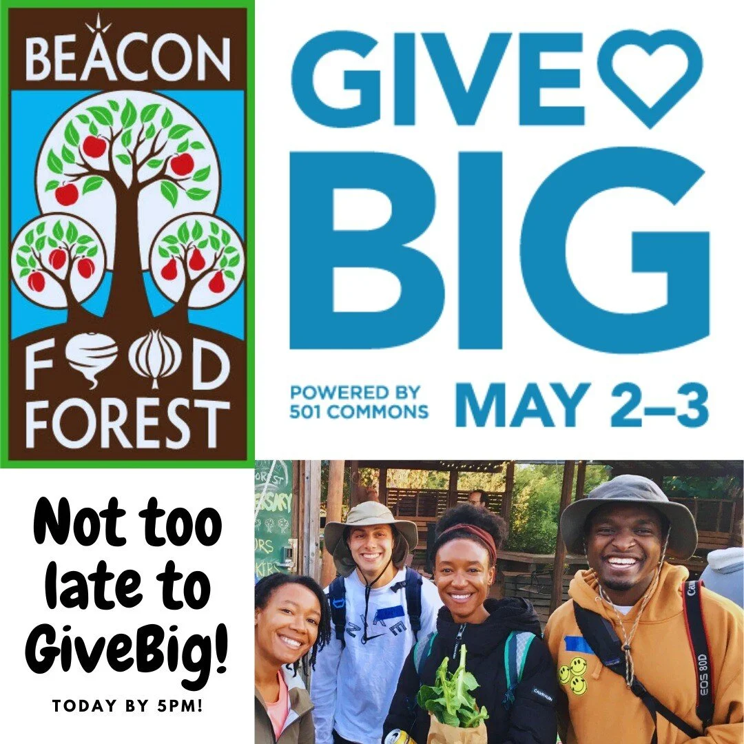 Not too late to GiveBig to BFF! Just over 6 hours left. Help us reach out goal before 5:30pm today! 

Your support makes a huge difference. Donations of any size help fund our BIPOC Community Garden Expansion &amp; programs into 2024! https://www.wag