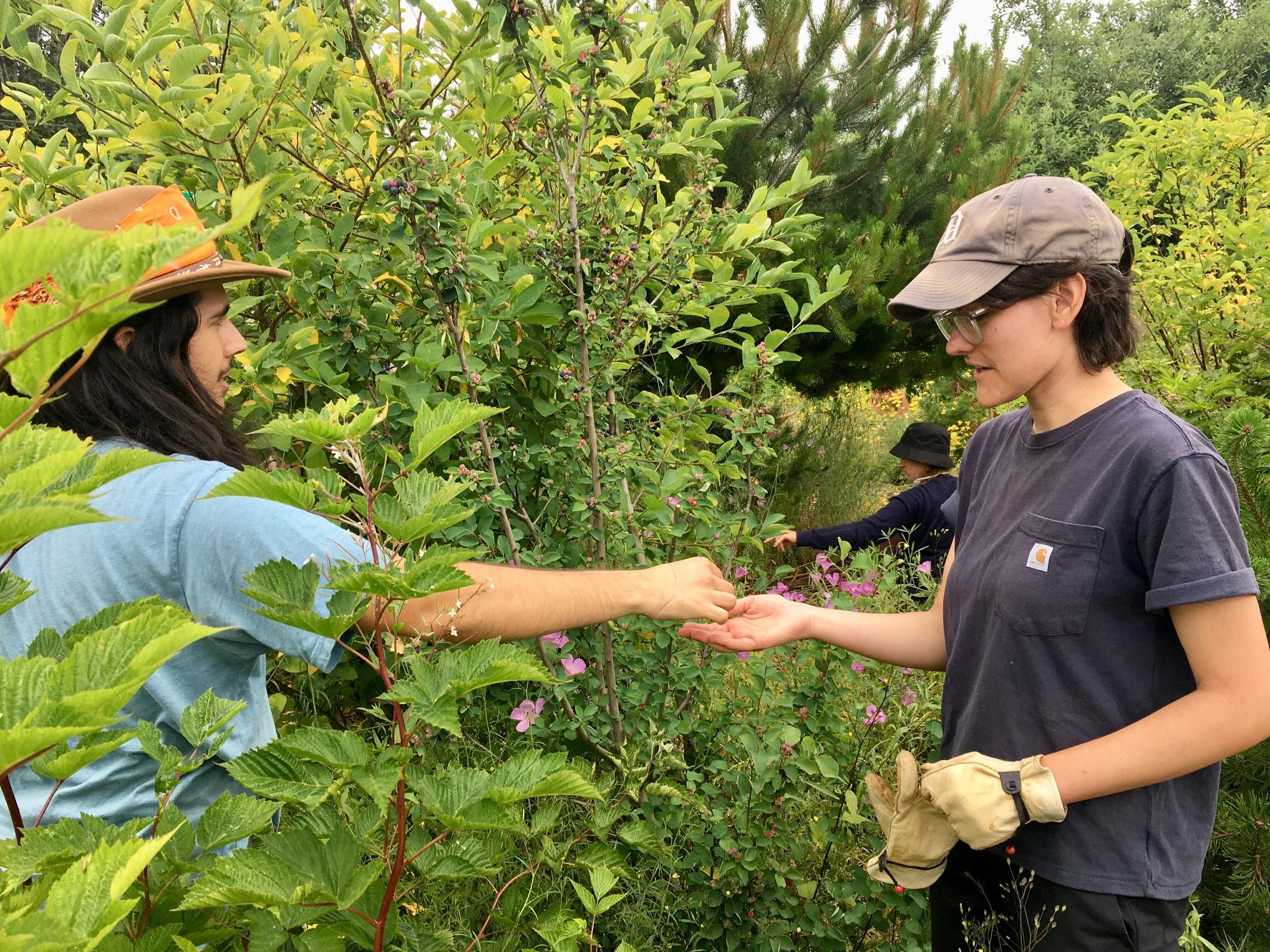 Beacon Food Forest