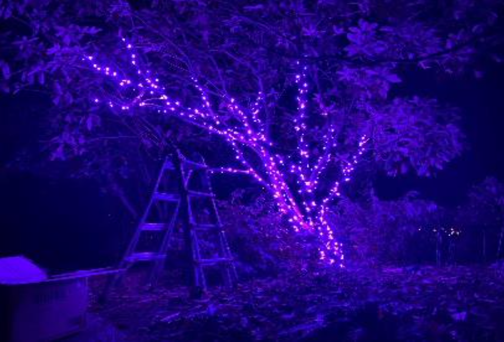 Purple LED minilights