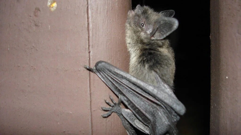 Pests Series Part II: Bats
