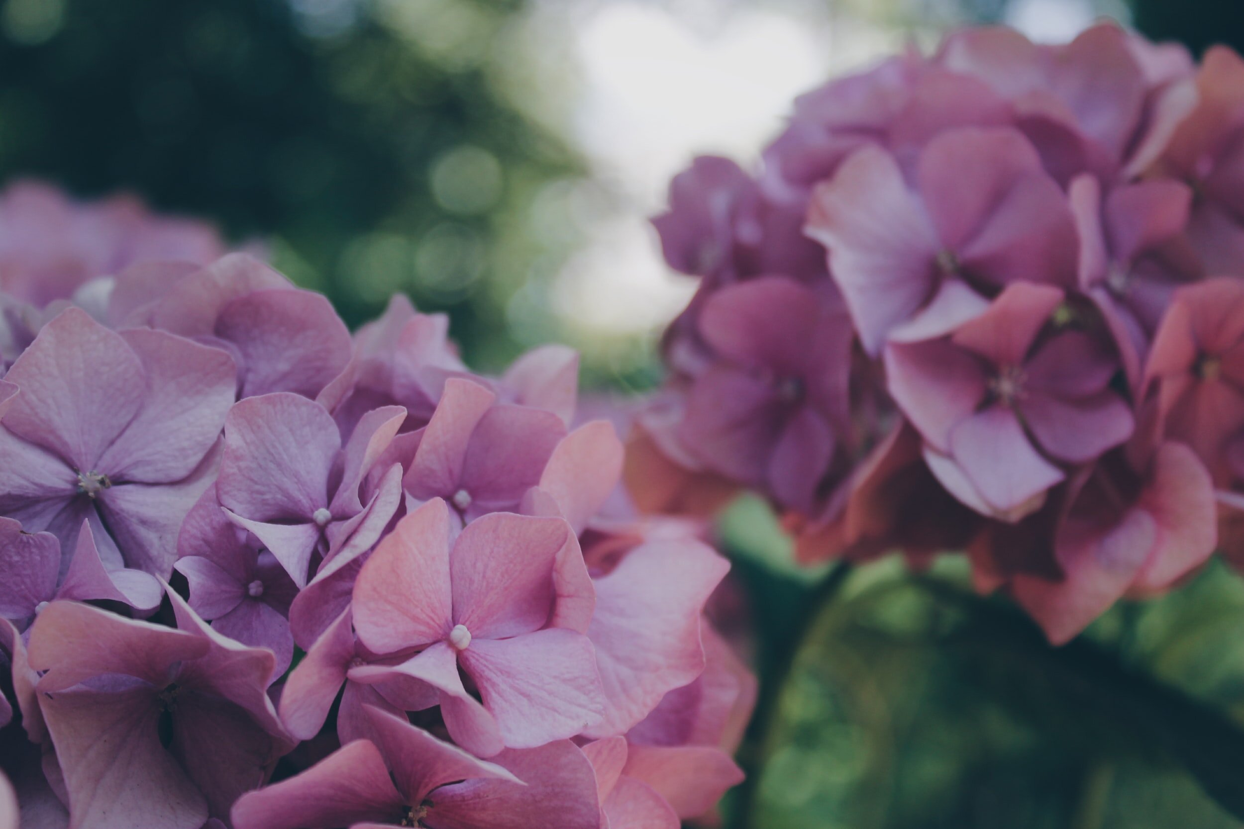 10 Easy Plants to Increase Your Curb Appeal